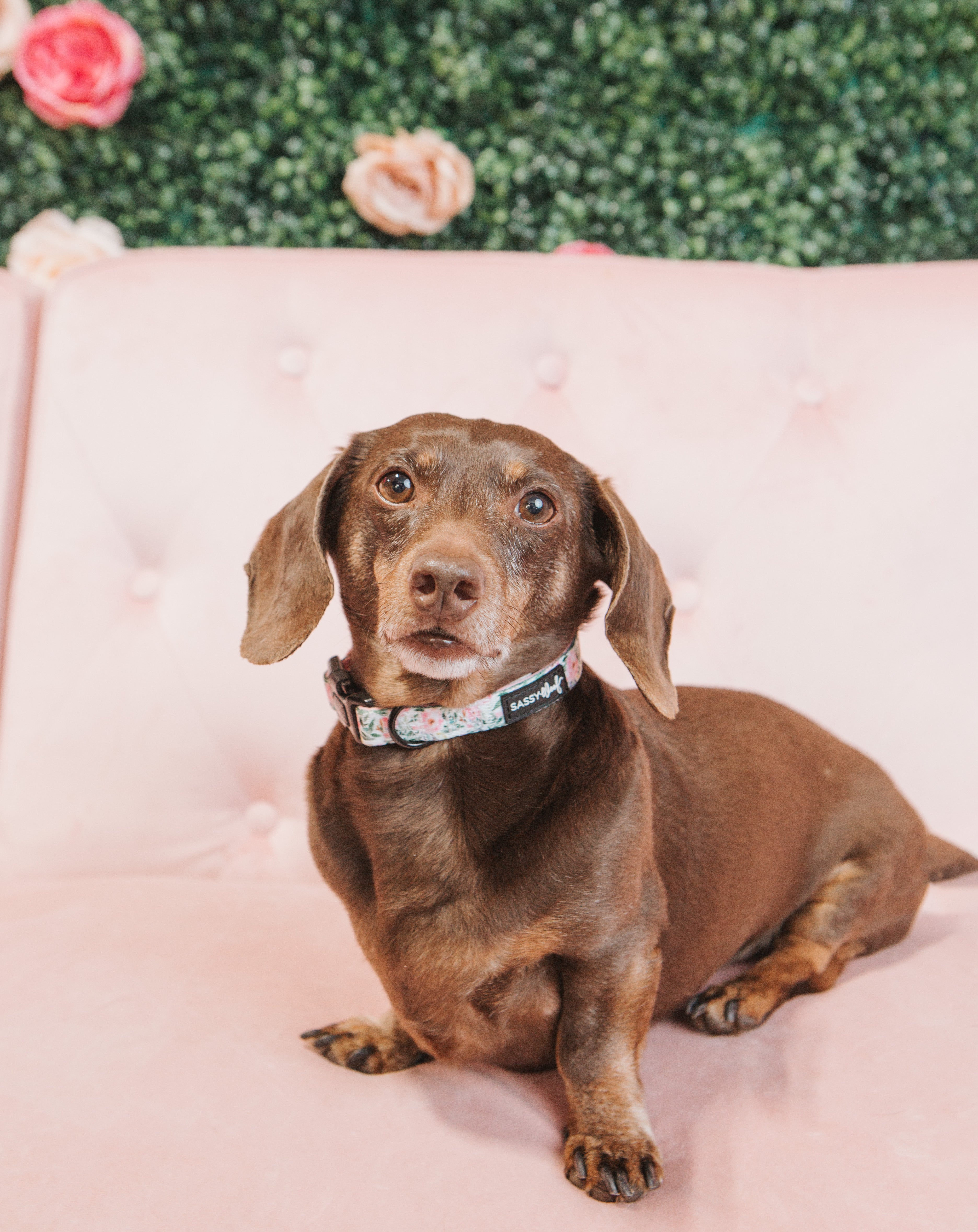 Dog Collar - Magnolia