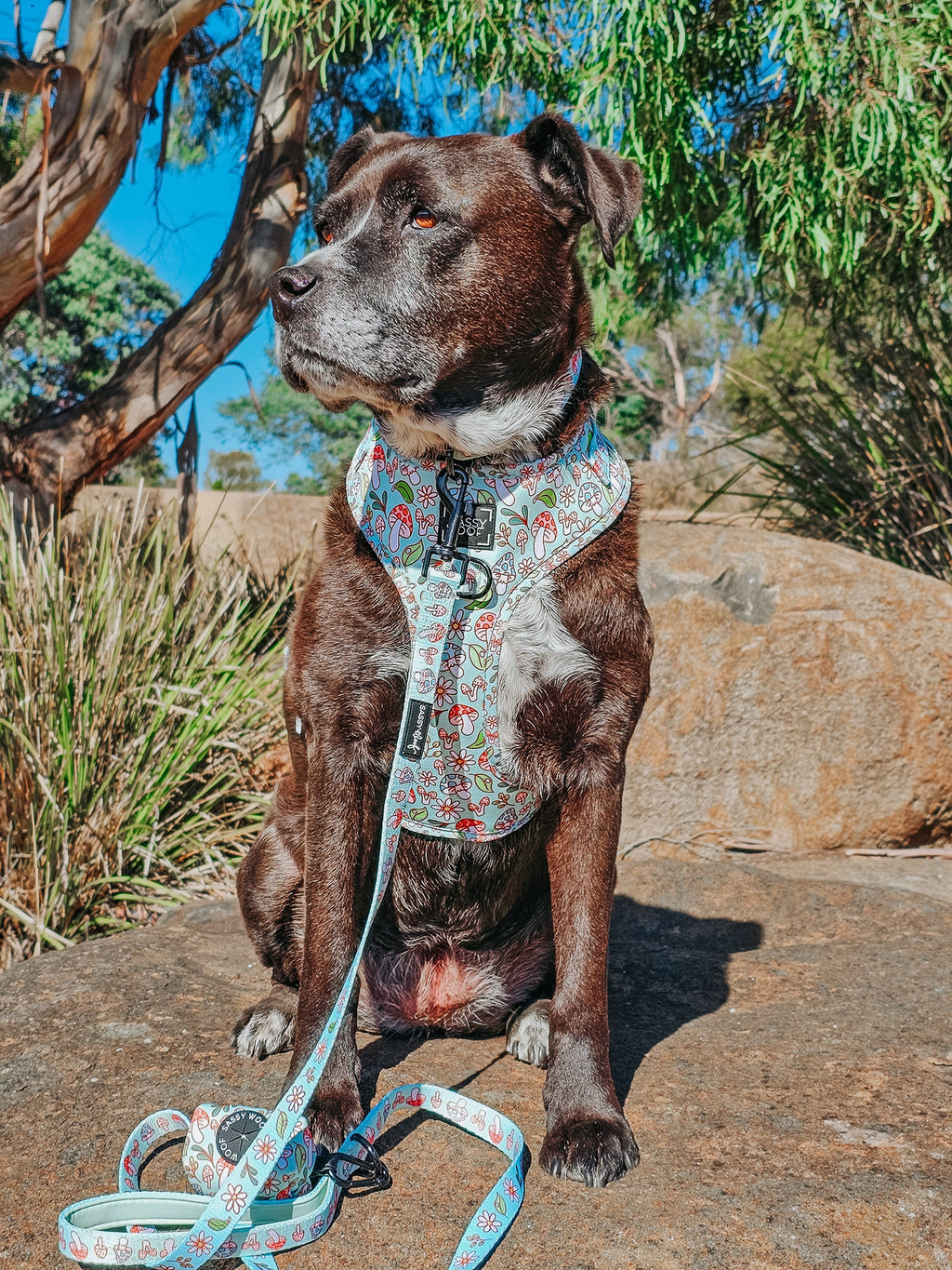 Dog Collar - Shrooms & Blooms