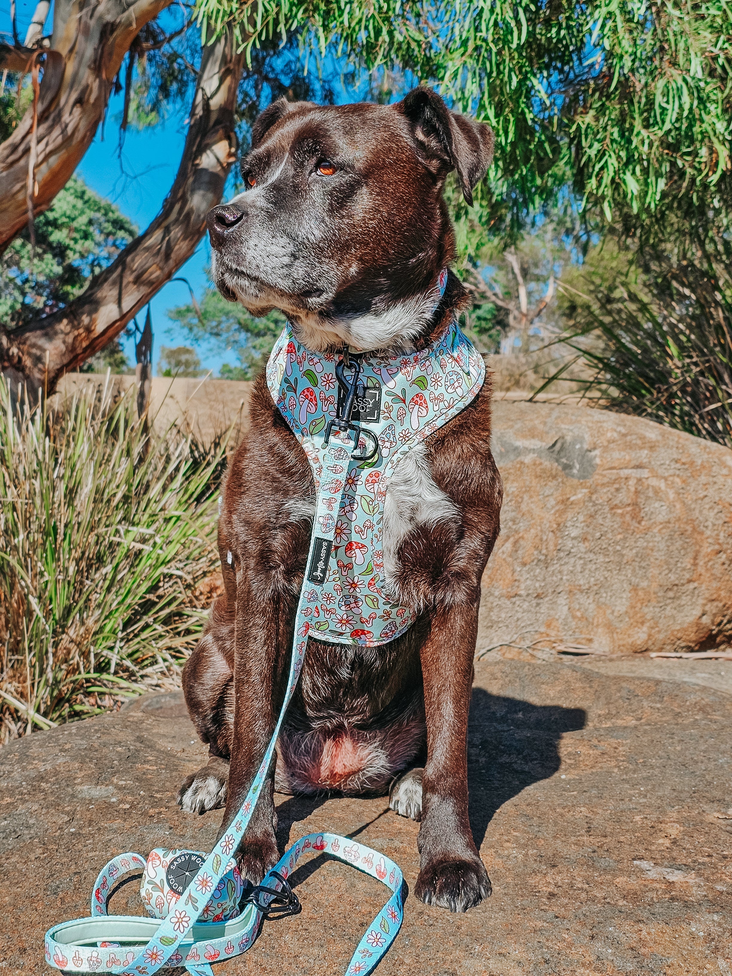Dog Adjustable Harness - Shrooms & Blooms