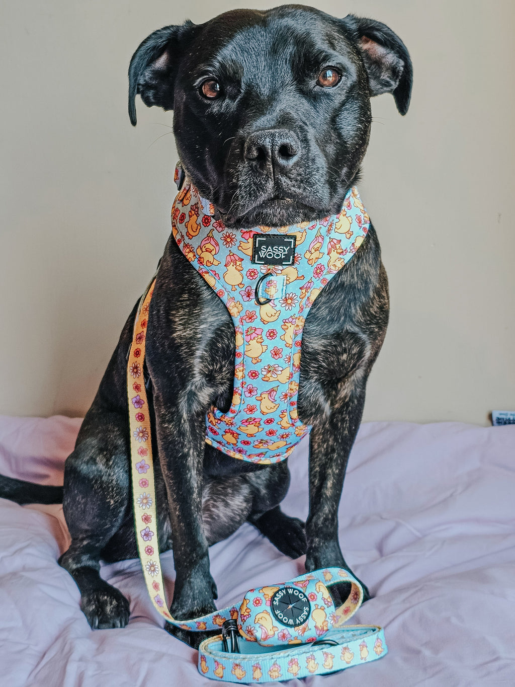 Dog Collar - Good Duck, Babe!