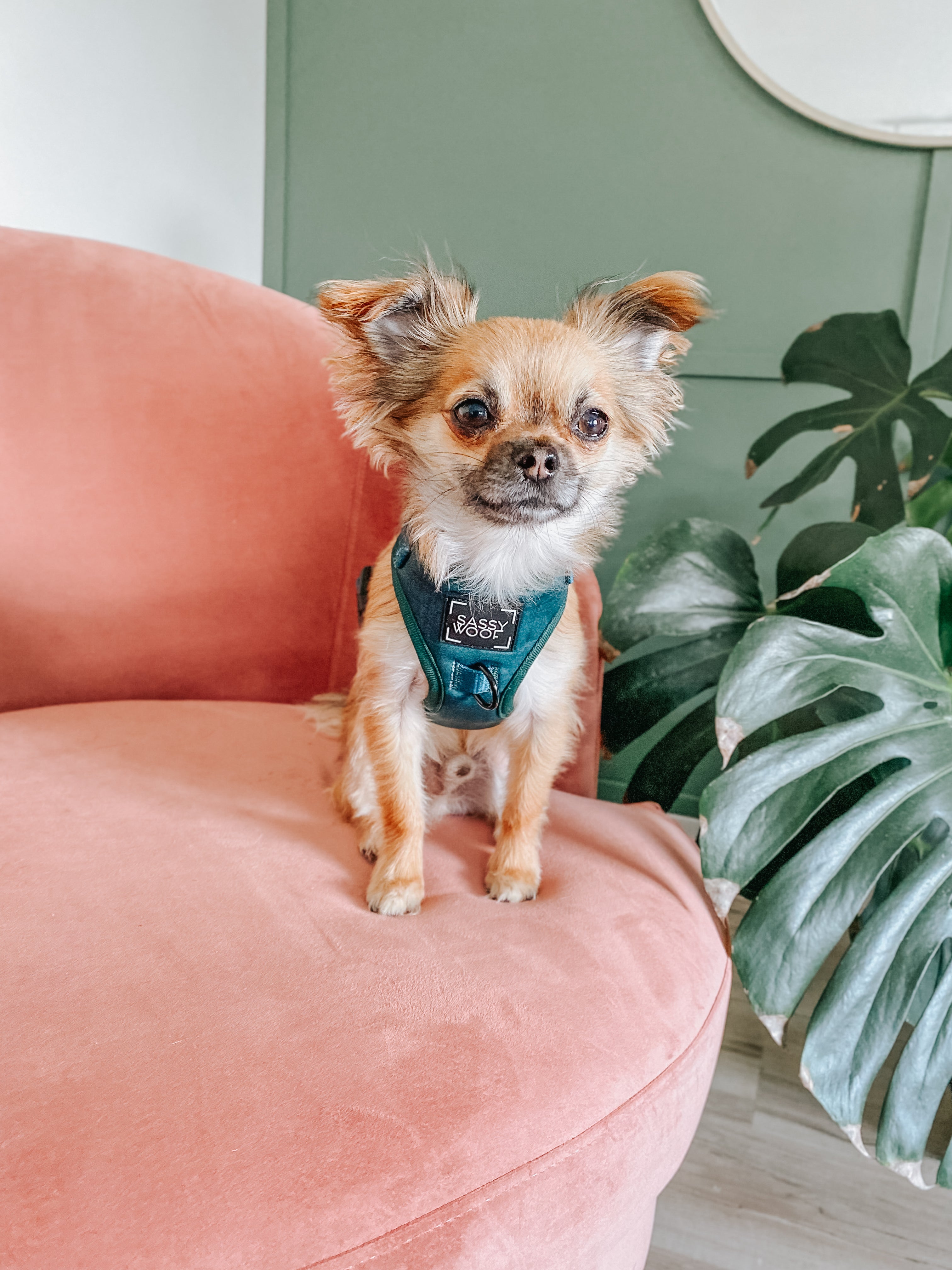 Dog Adjustable Harness - Forest