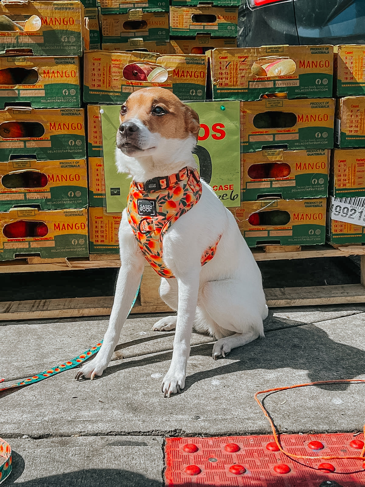 Dog Adjustable Harness - Mango Tango