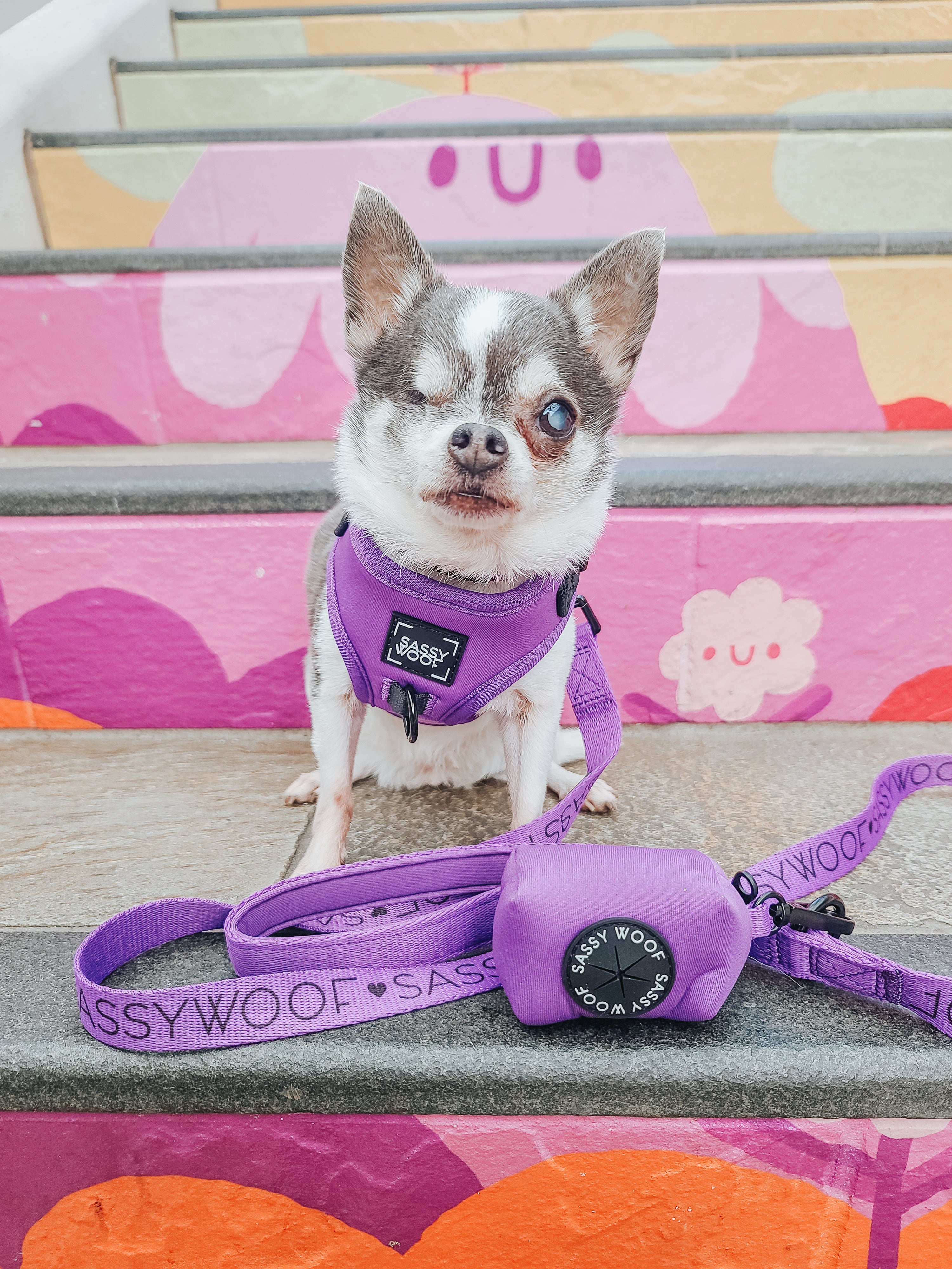 Dog Leash - Neon Purple