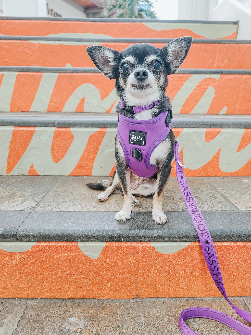 Dog Leash - Neon Purple