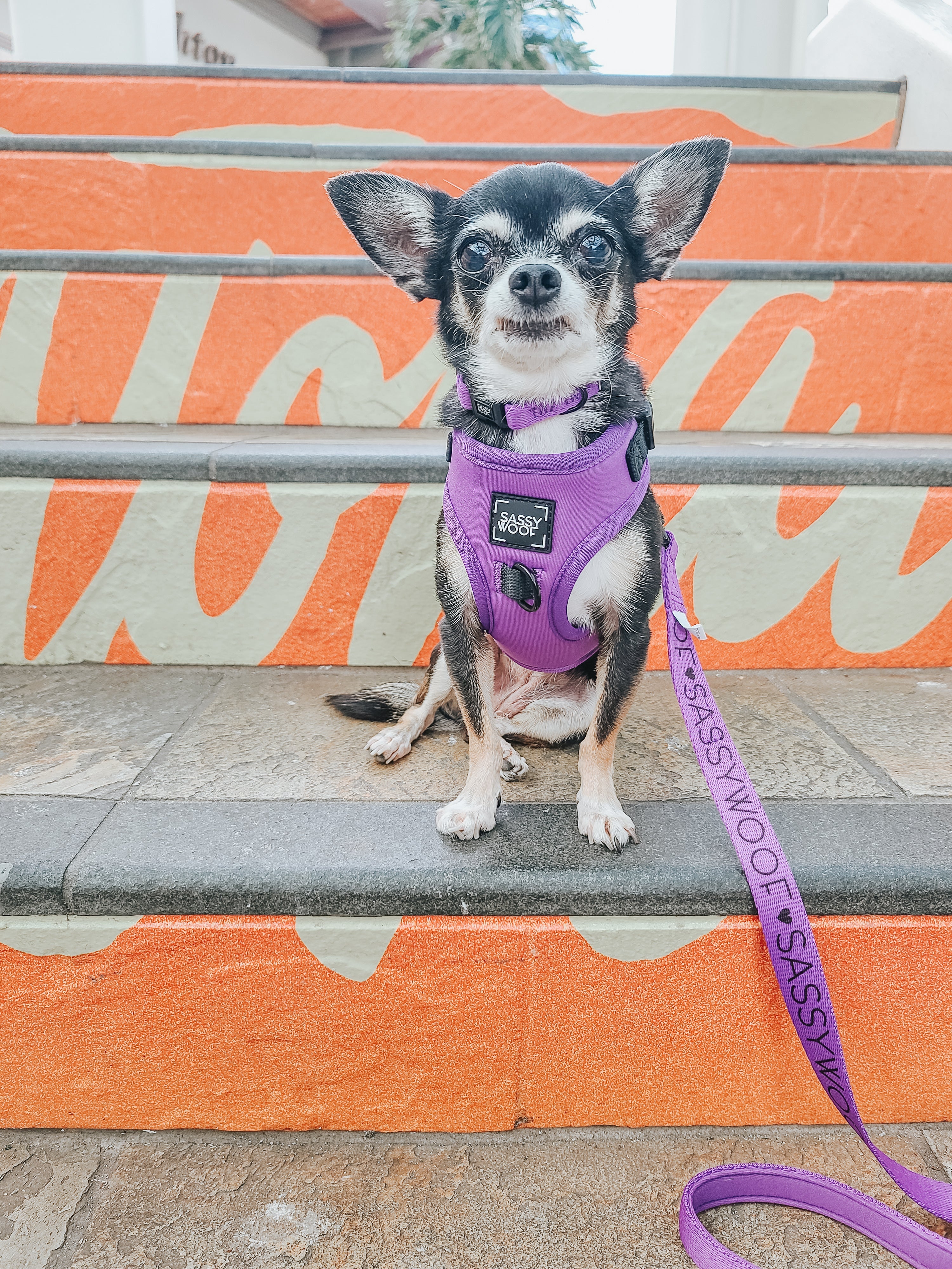 Dog Collar - Neon Purple