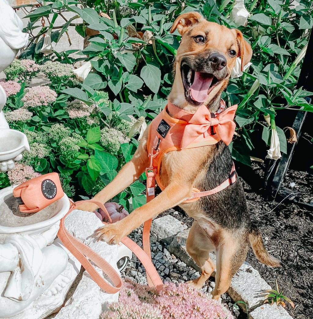 Dog Leash - Apple Cider
