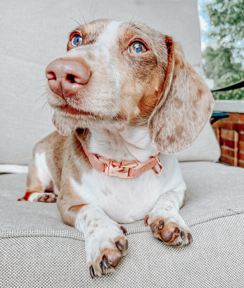 Dog Collar - Apple Cider