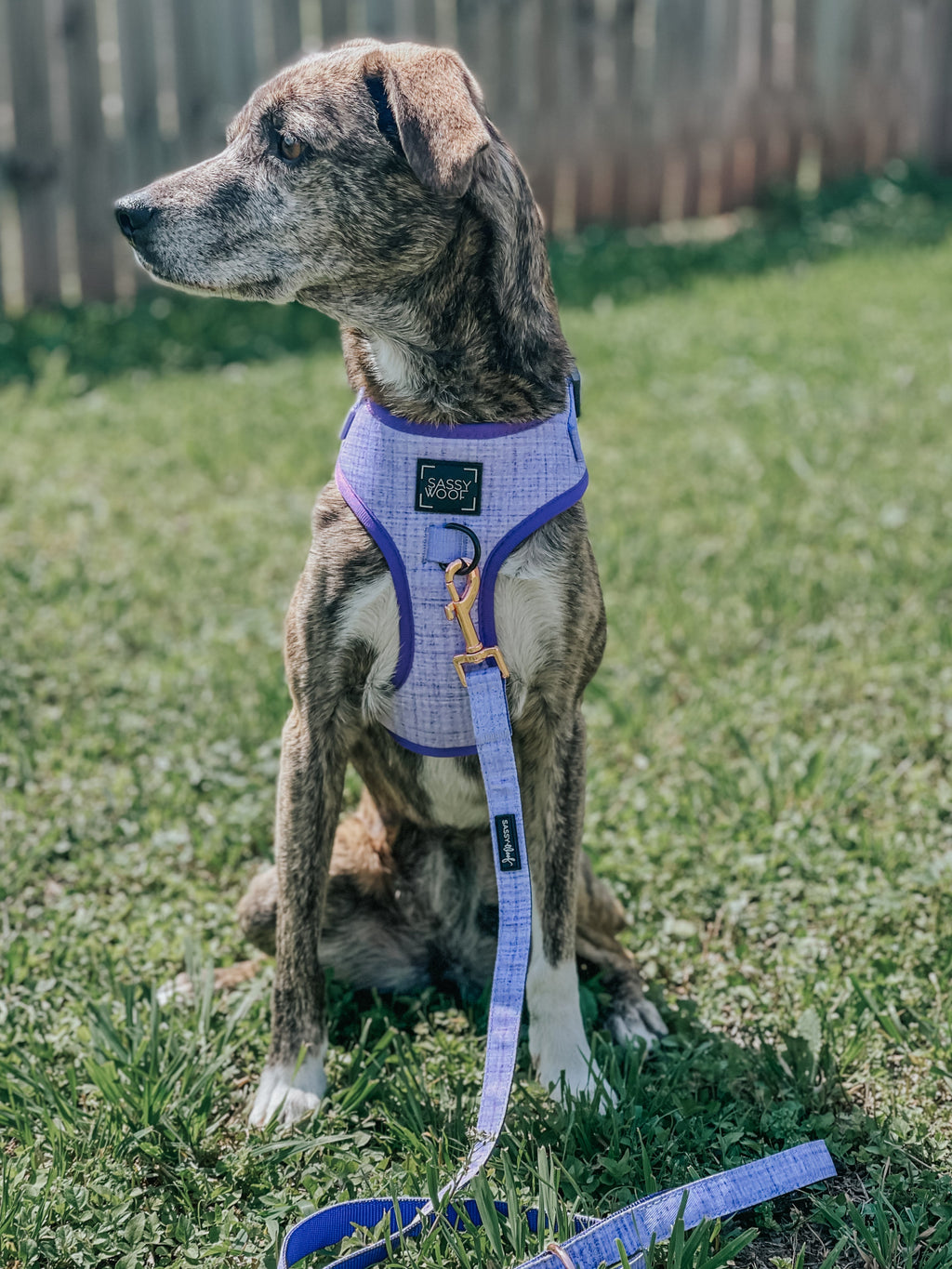 Dog Leash - Aurora