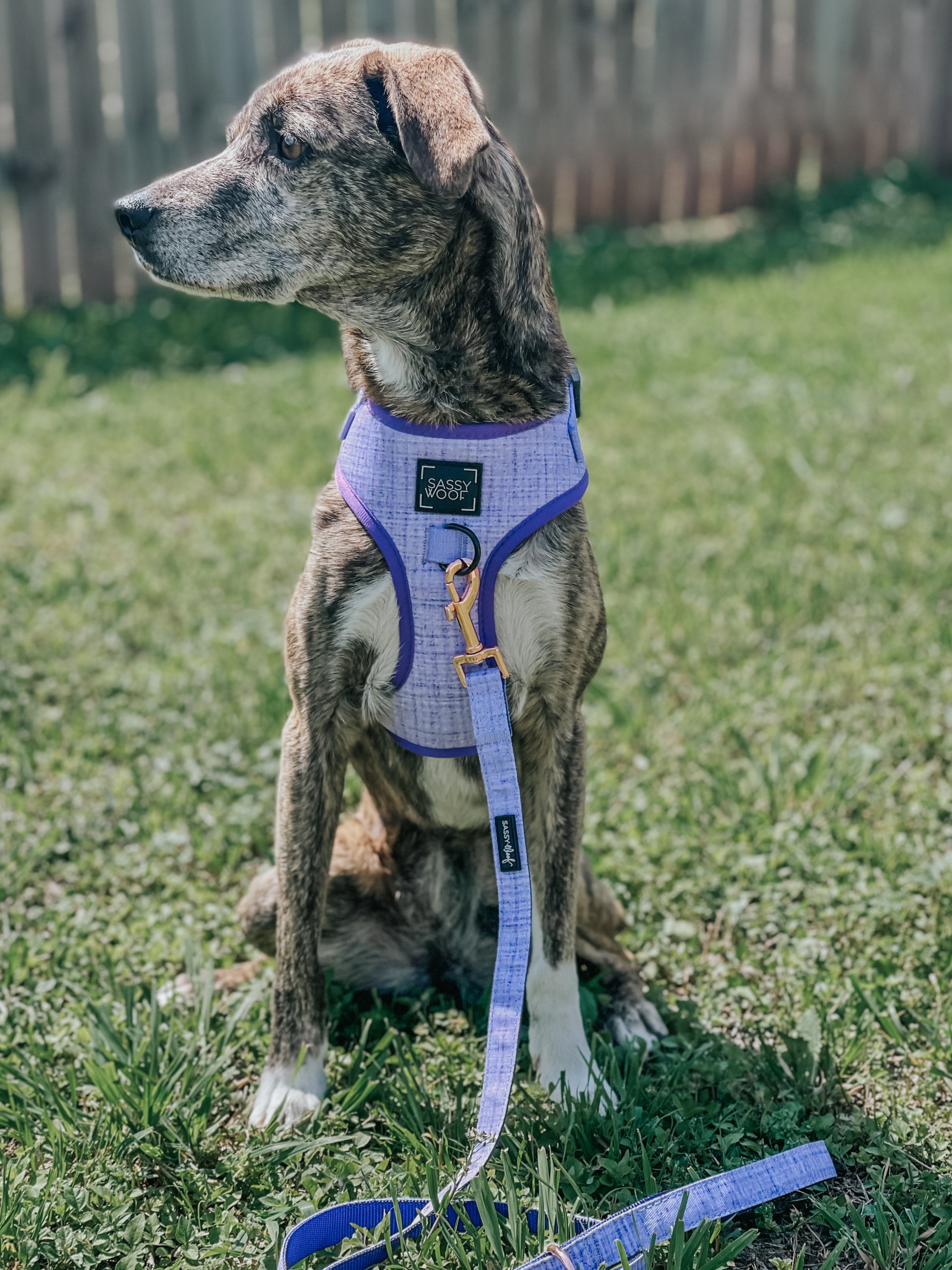 Dog Leash - Aurora