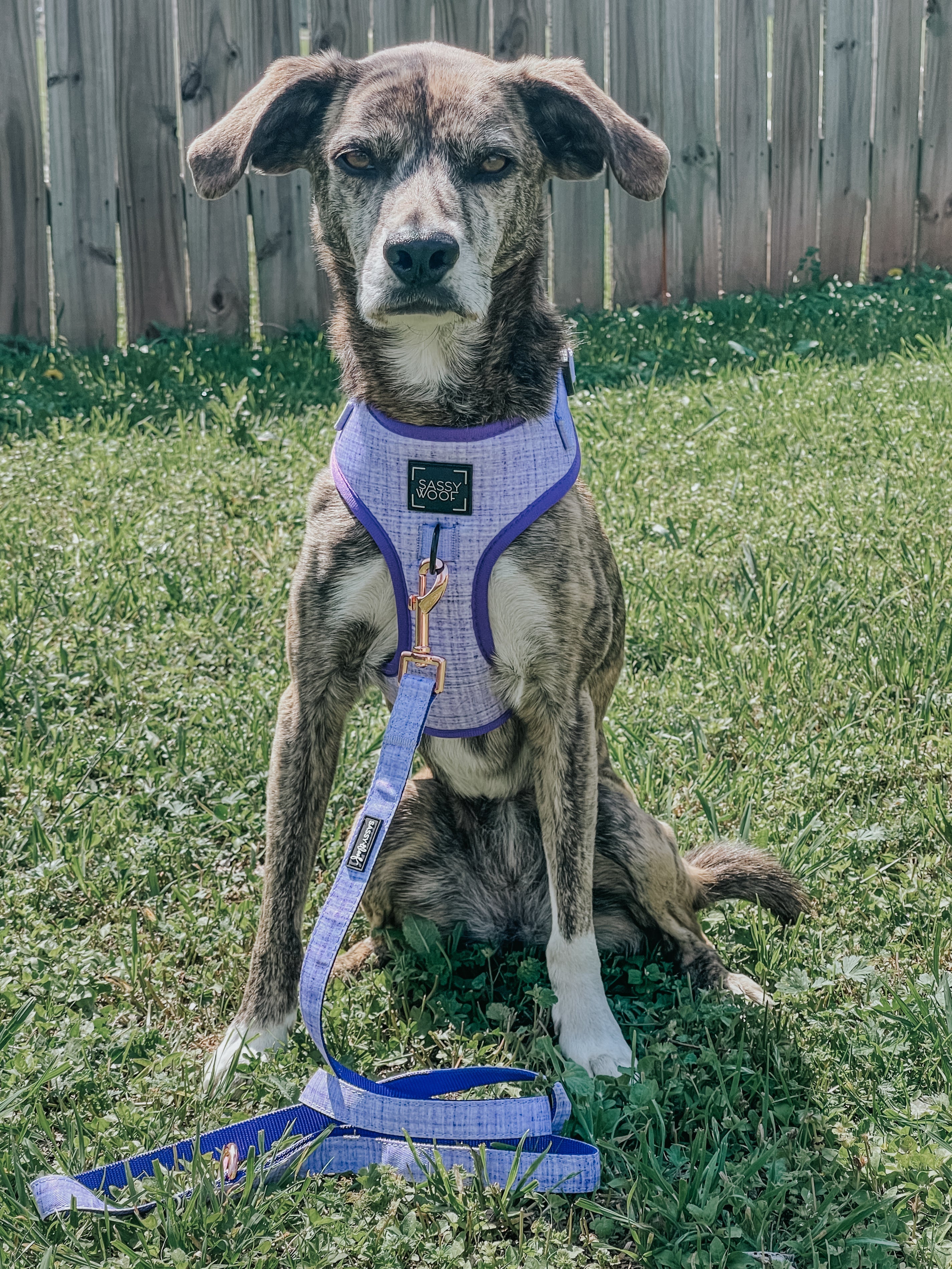 Dog Adjustable Harness - Aurora