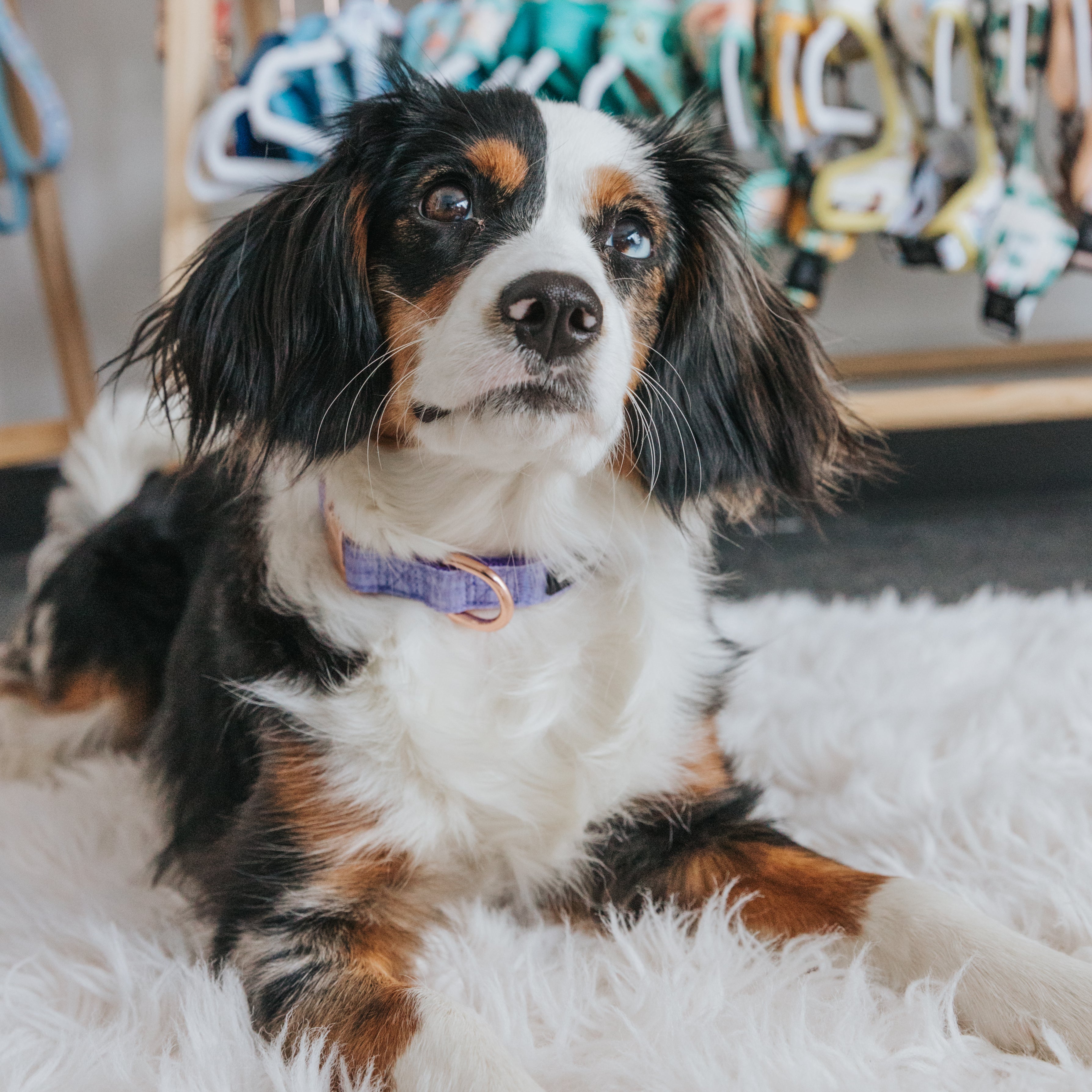 Dog Collar - Aurora