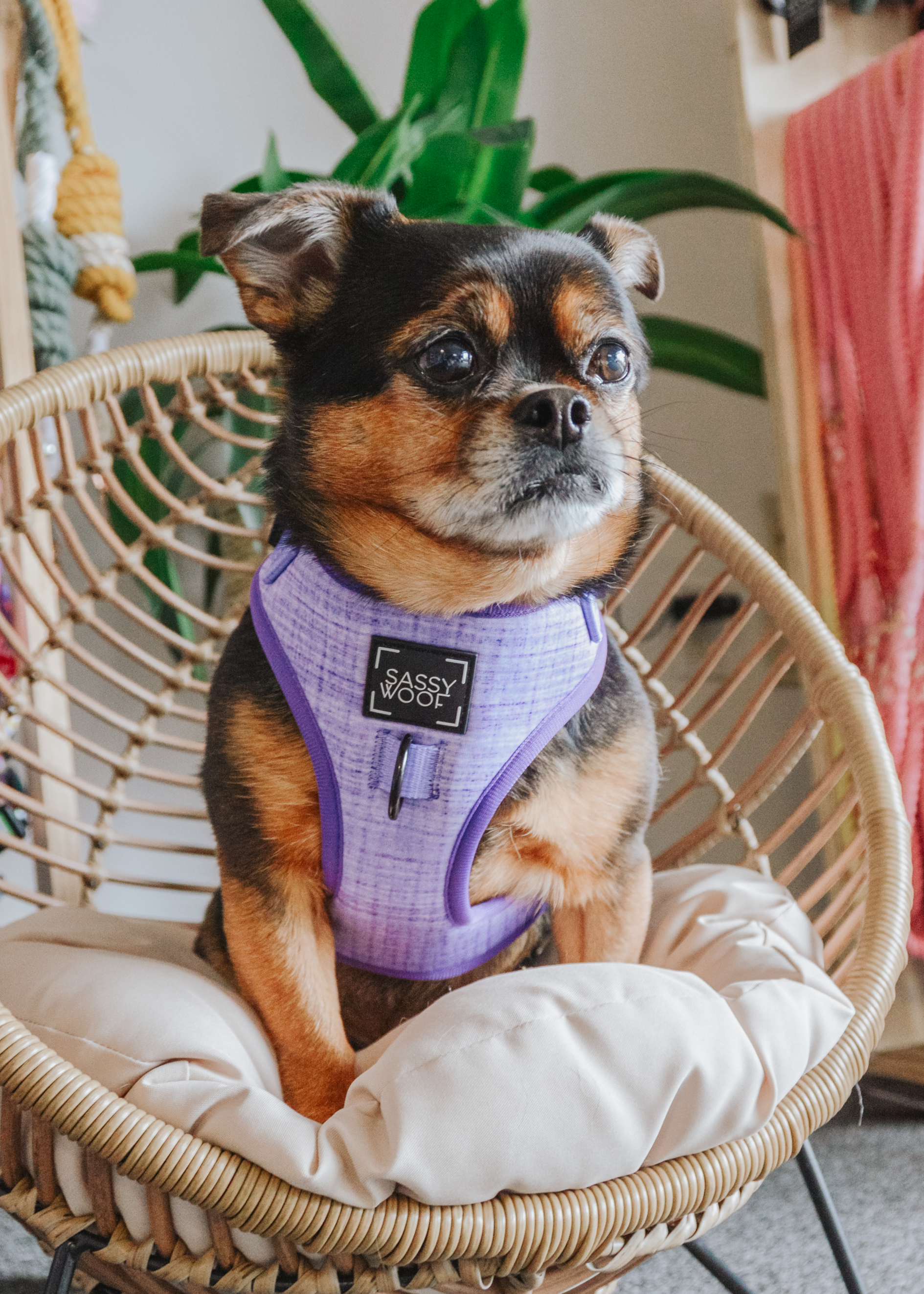 Dog Adjustable Harness - Aurora