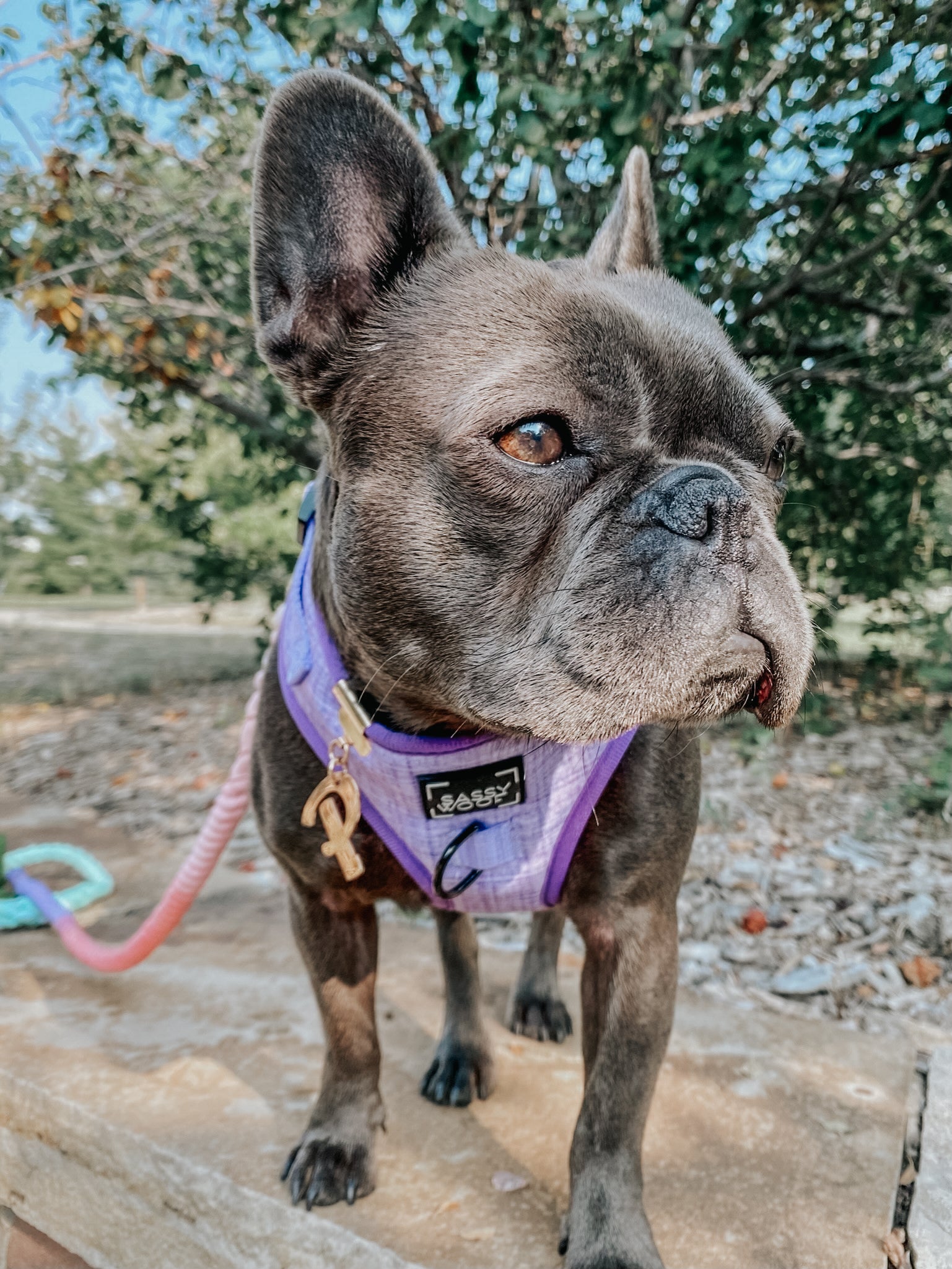Dog Adjustable Harness - Aurora