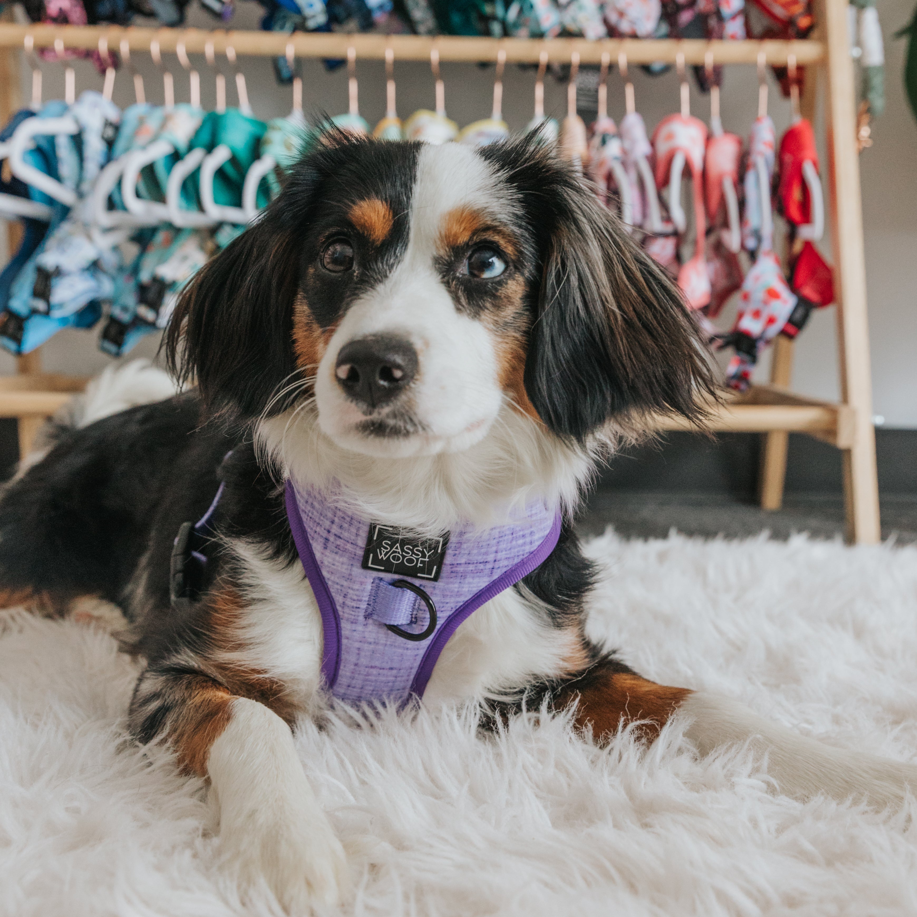 Dog Adjustable Harness - Aurora