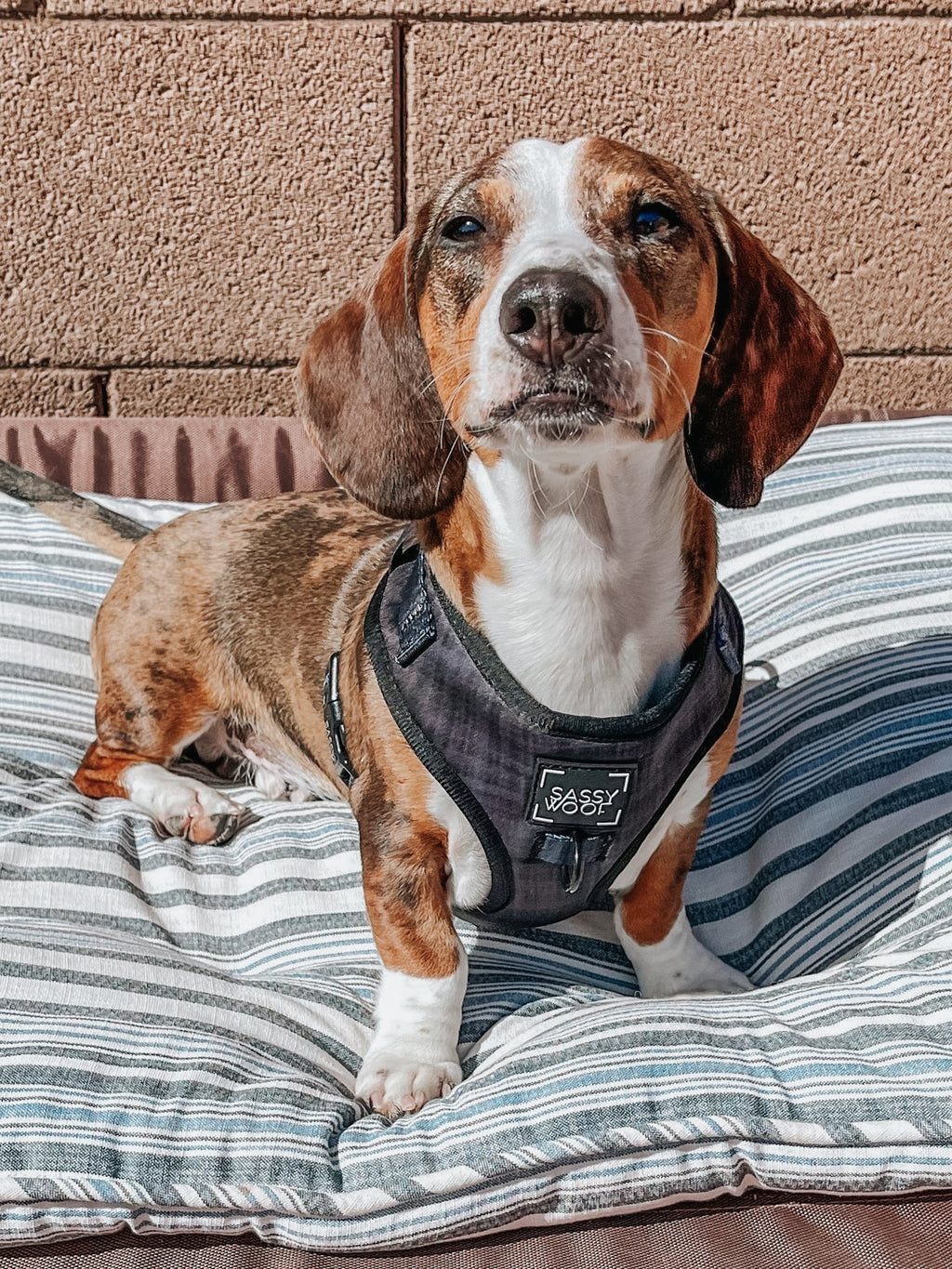 Dog Adjustable Harness - Baby Got Black