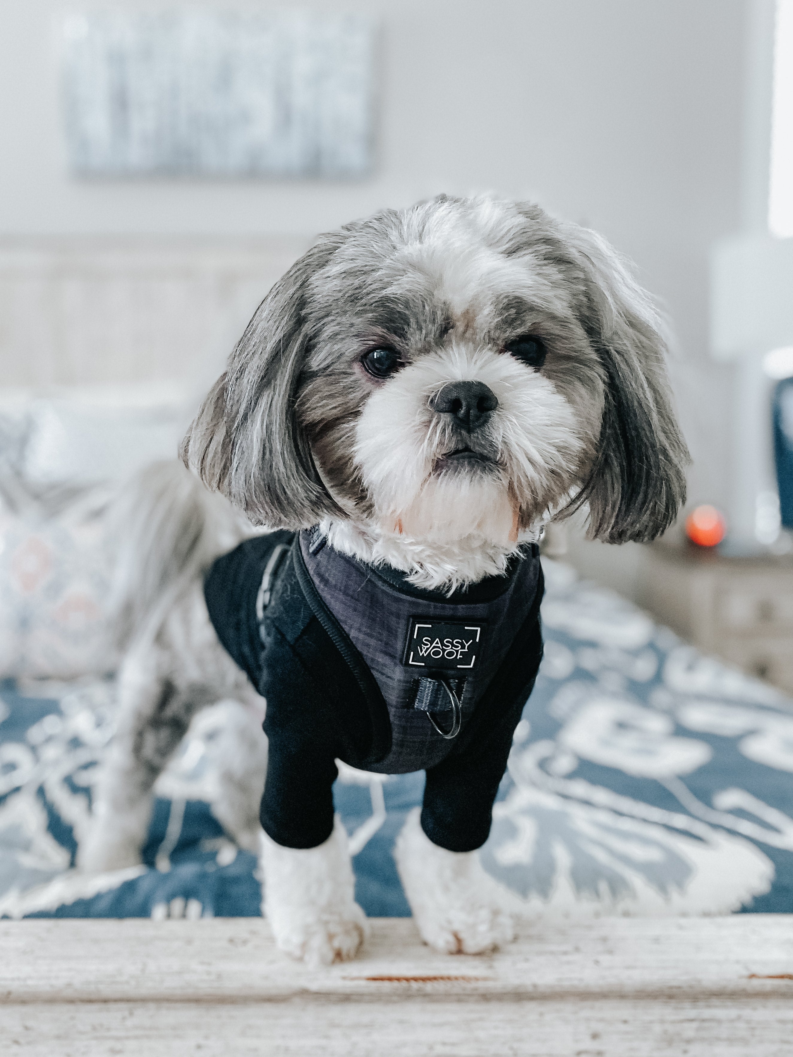 Dog Adjustable Harness - Baby Got Black