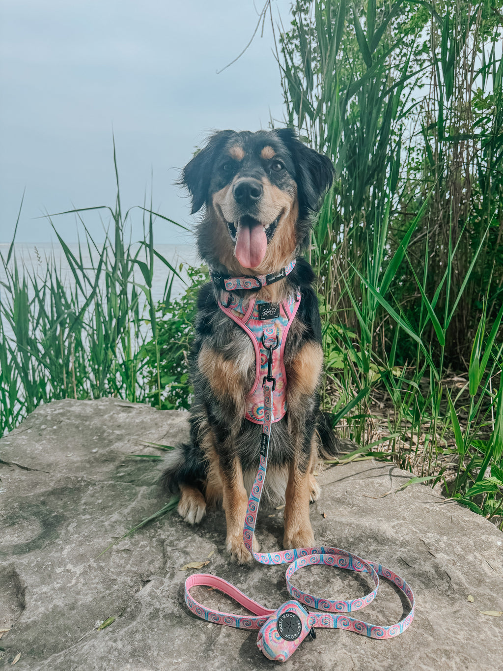 Dog Collar - Good Vibes