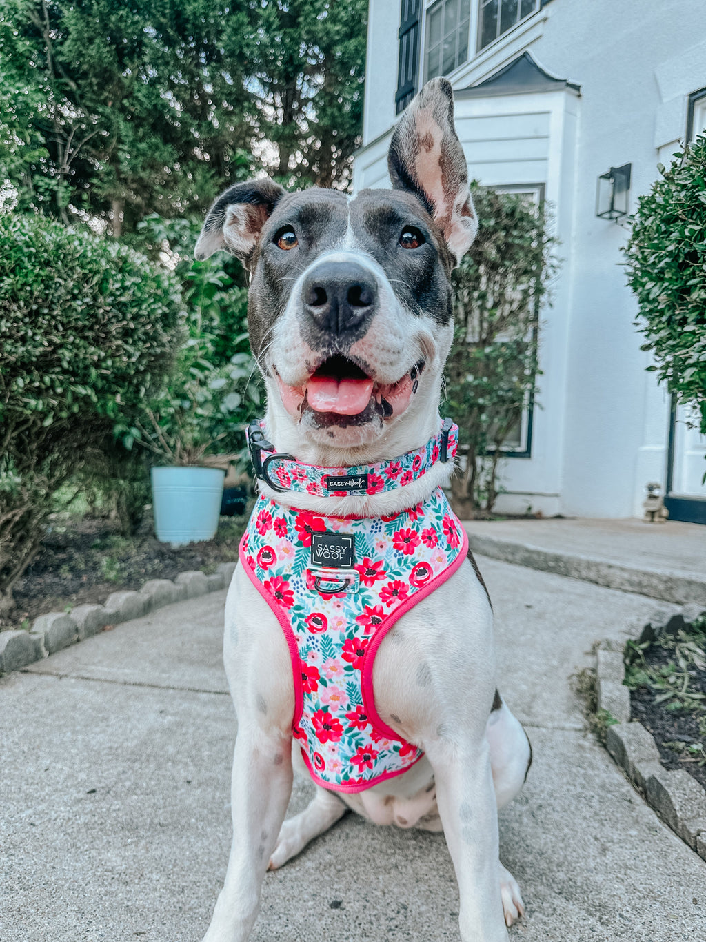 Dog Reversible Harness - Floral Frenzy