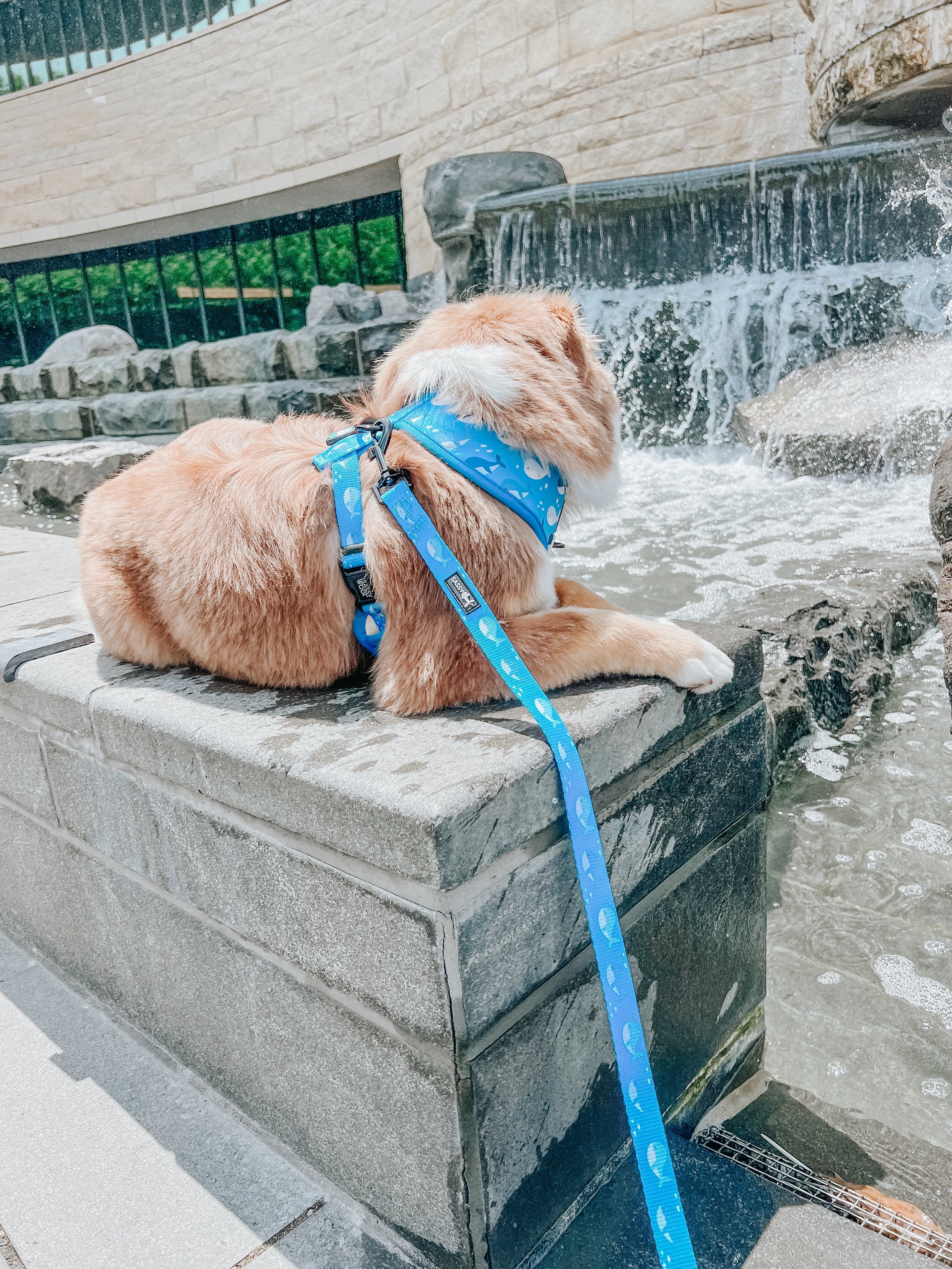 Dog Leash - Might as Whale