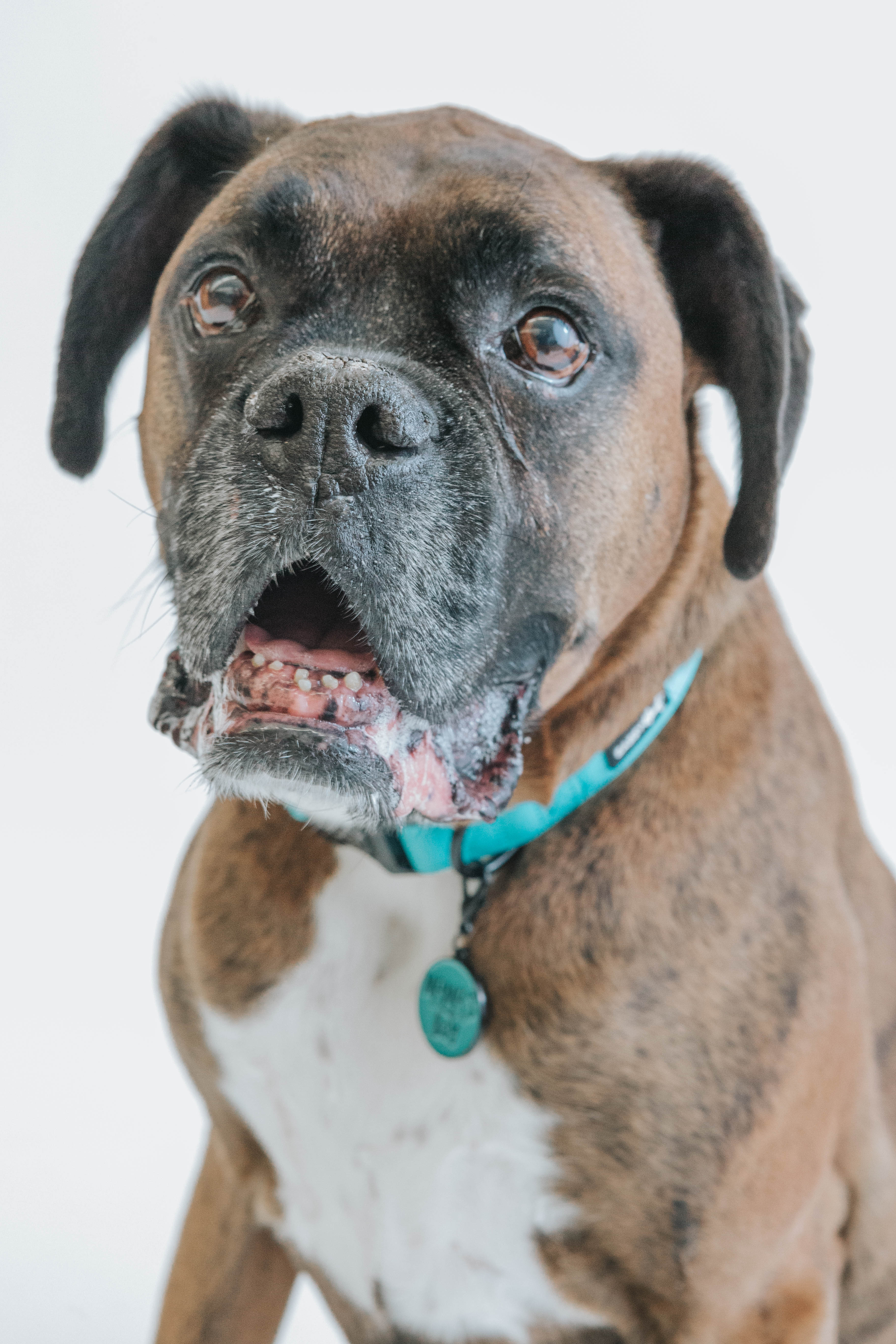 Dog Collar - Neon Blue