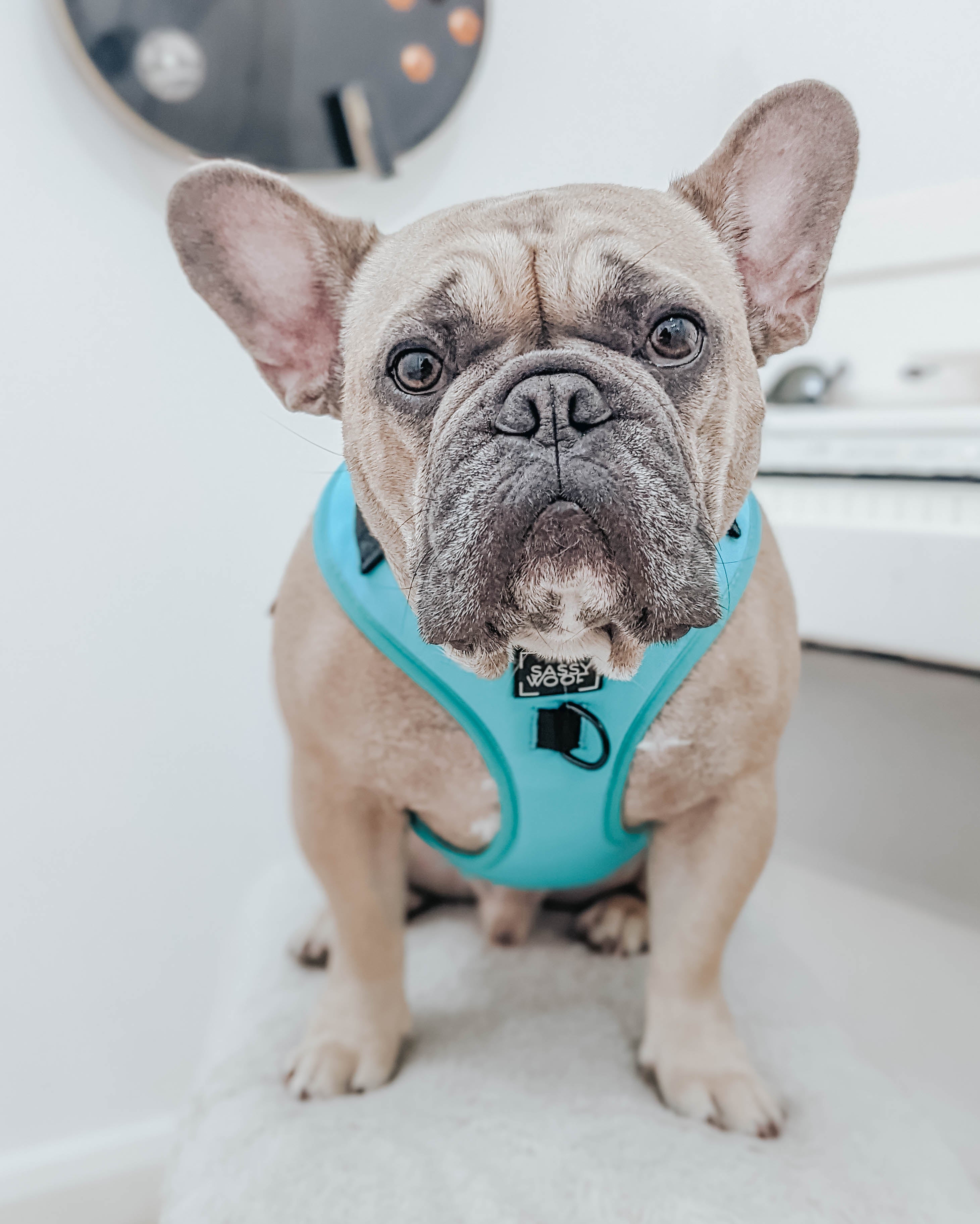 Dog Adjustable Harness - Neon Blue