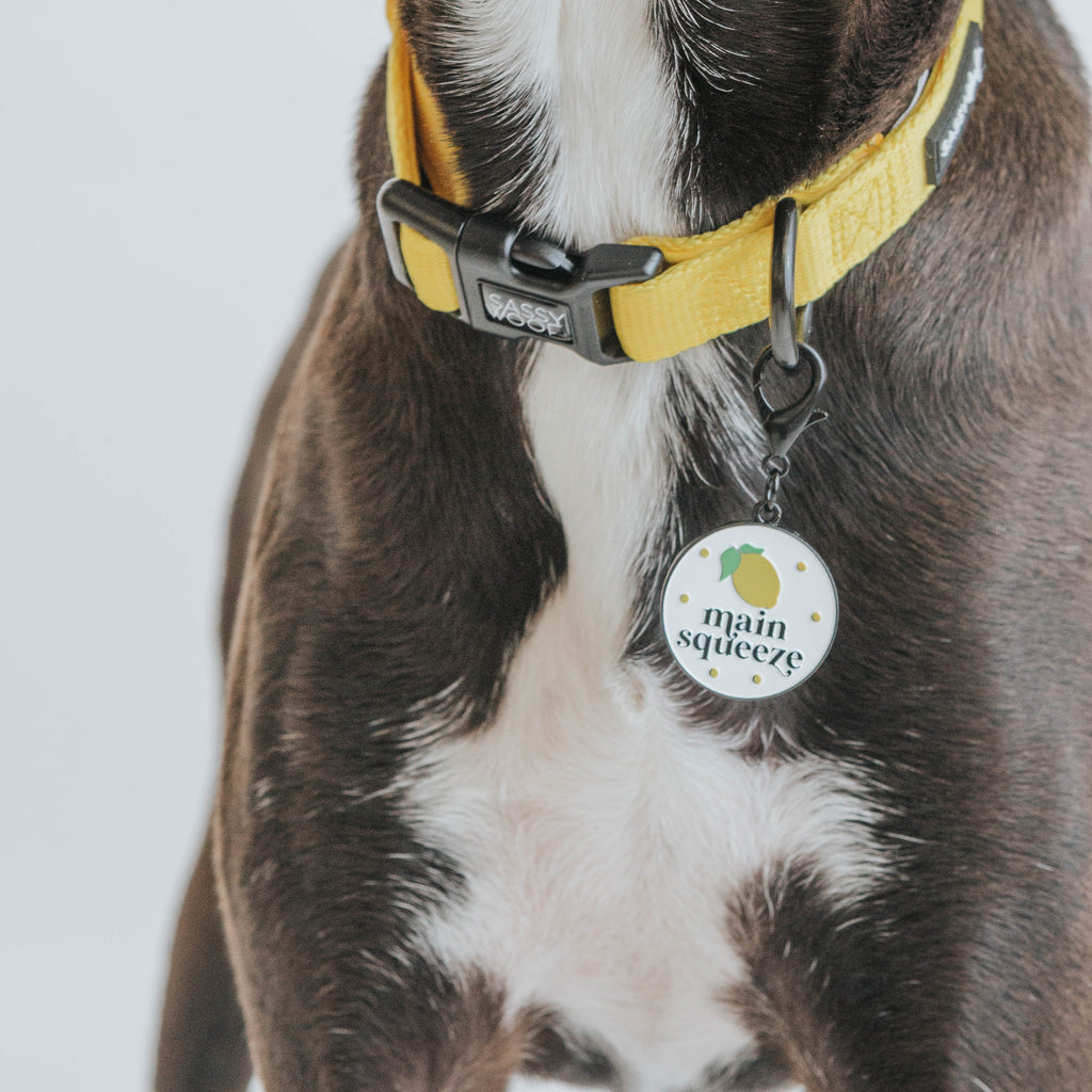 Dog Collar - Neon Yellow