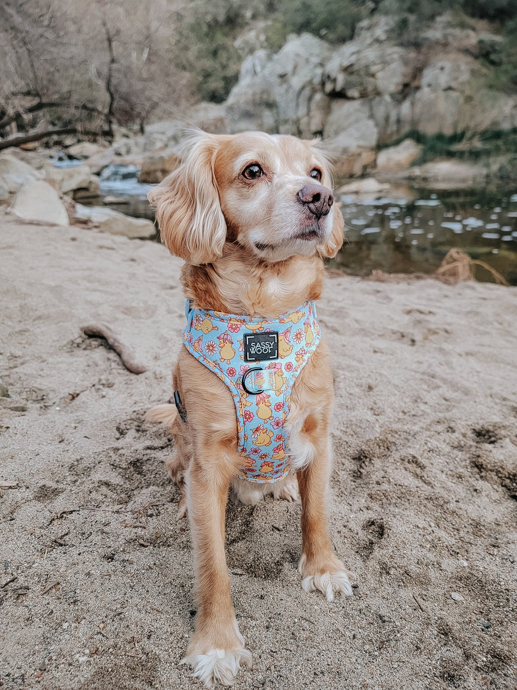 Dog Adjustable Harness - Good Duck, Babe!