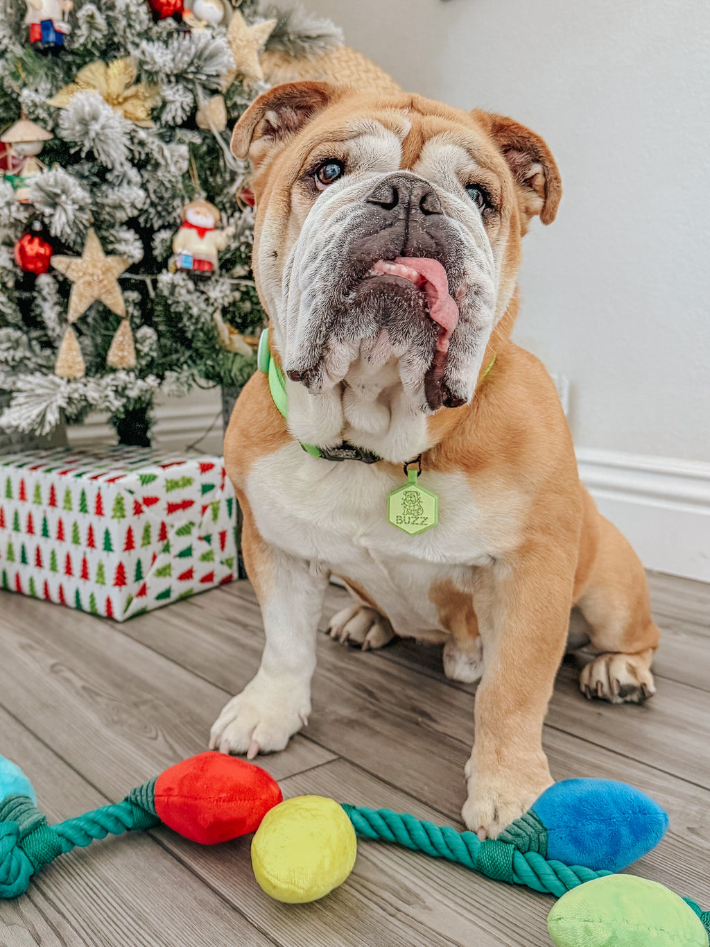 Dog Collar - Neon Green