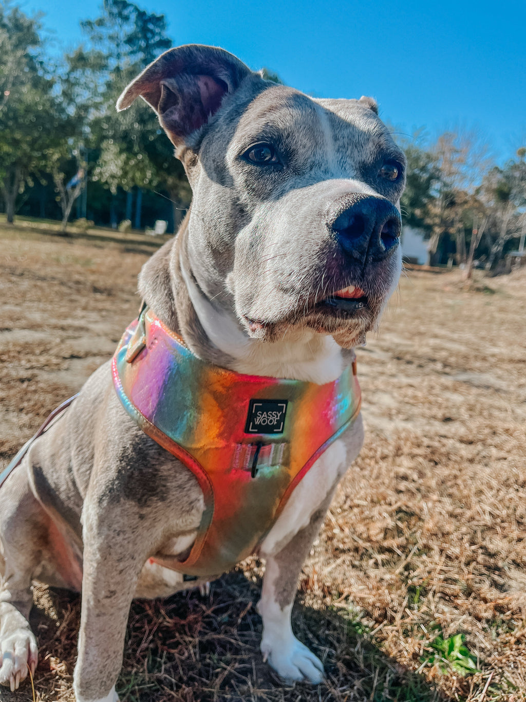 Dog Adjustable Harness - The Night Life