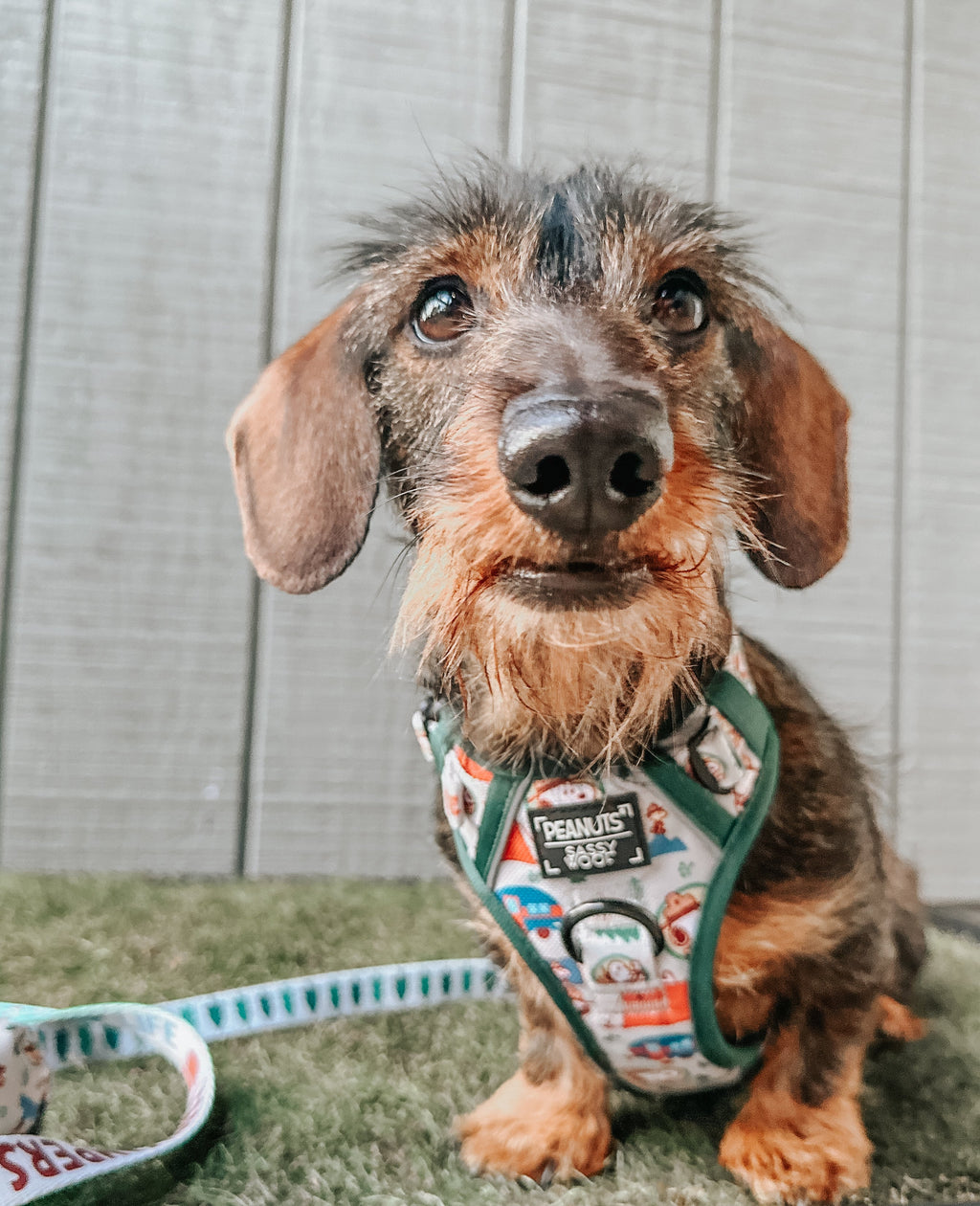 Dog Step-in Harness - Peanuts™ Beagle Scouts