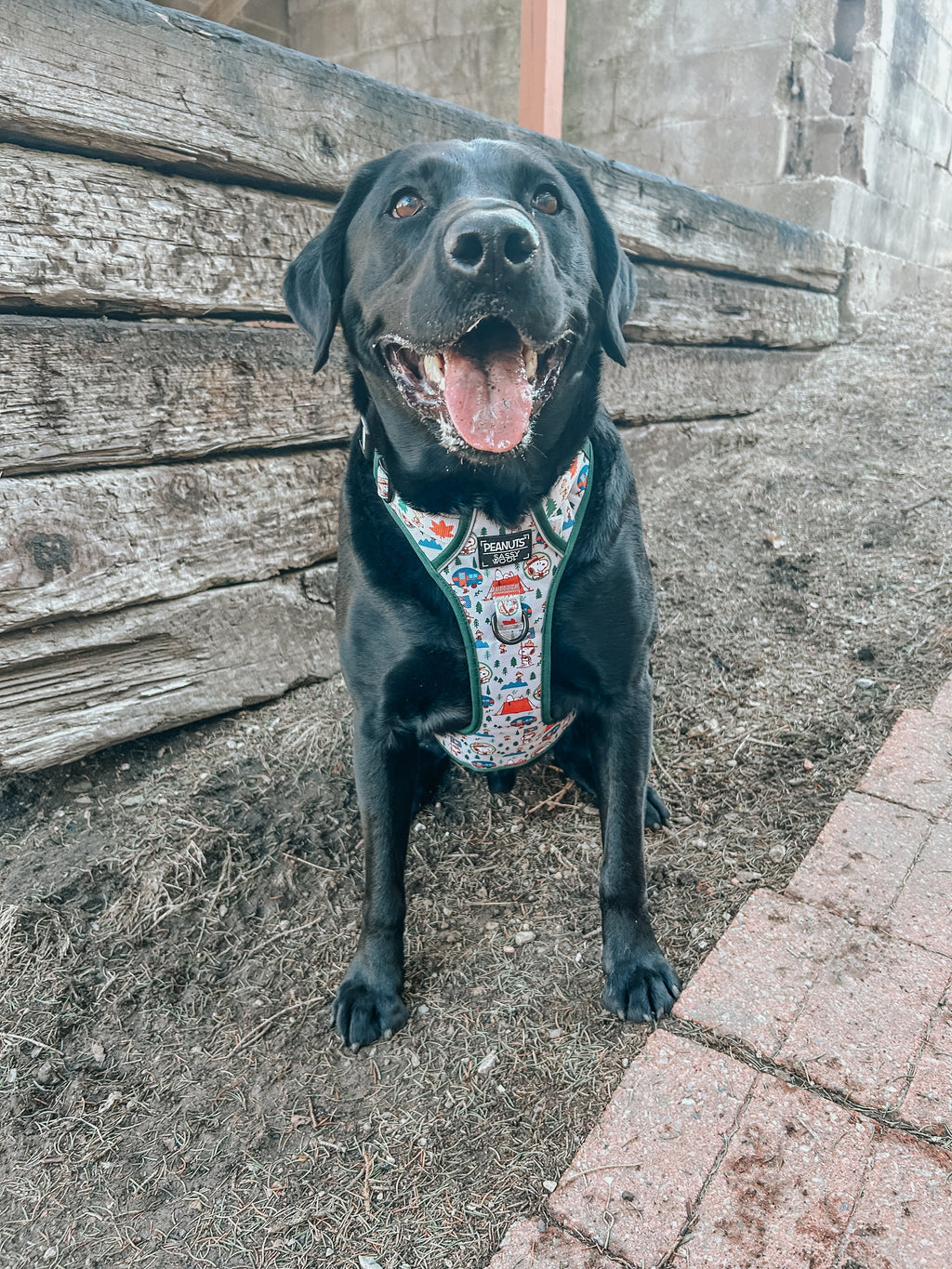 Dog Step-in Harness - Peanuts™ Beagle Scouts