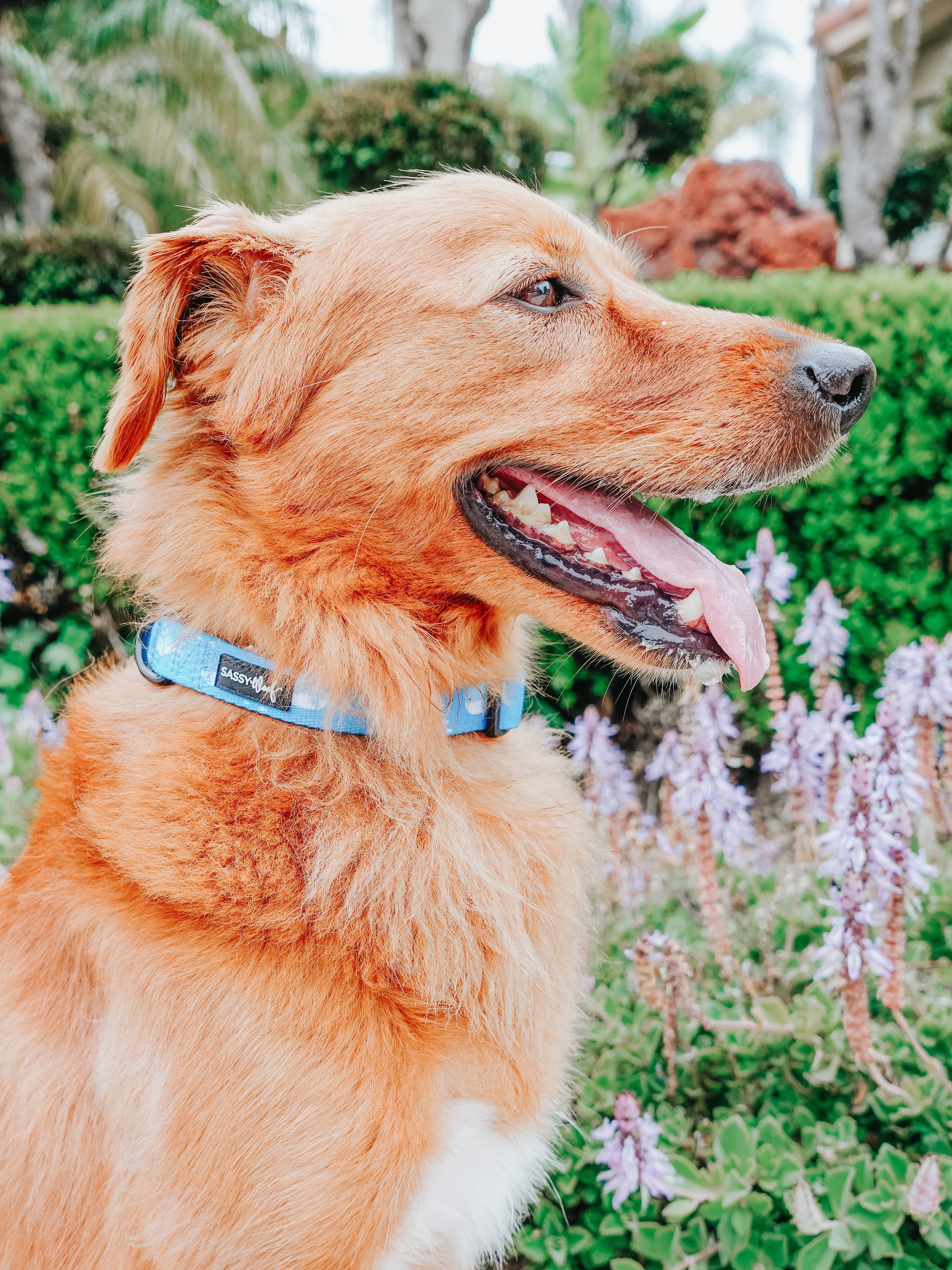 Dog Collar - Might as Whale