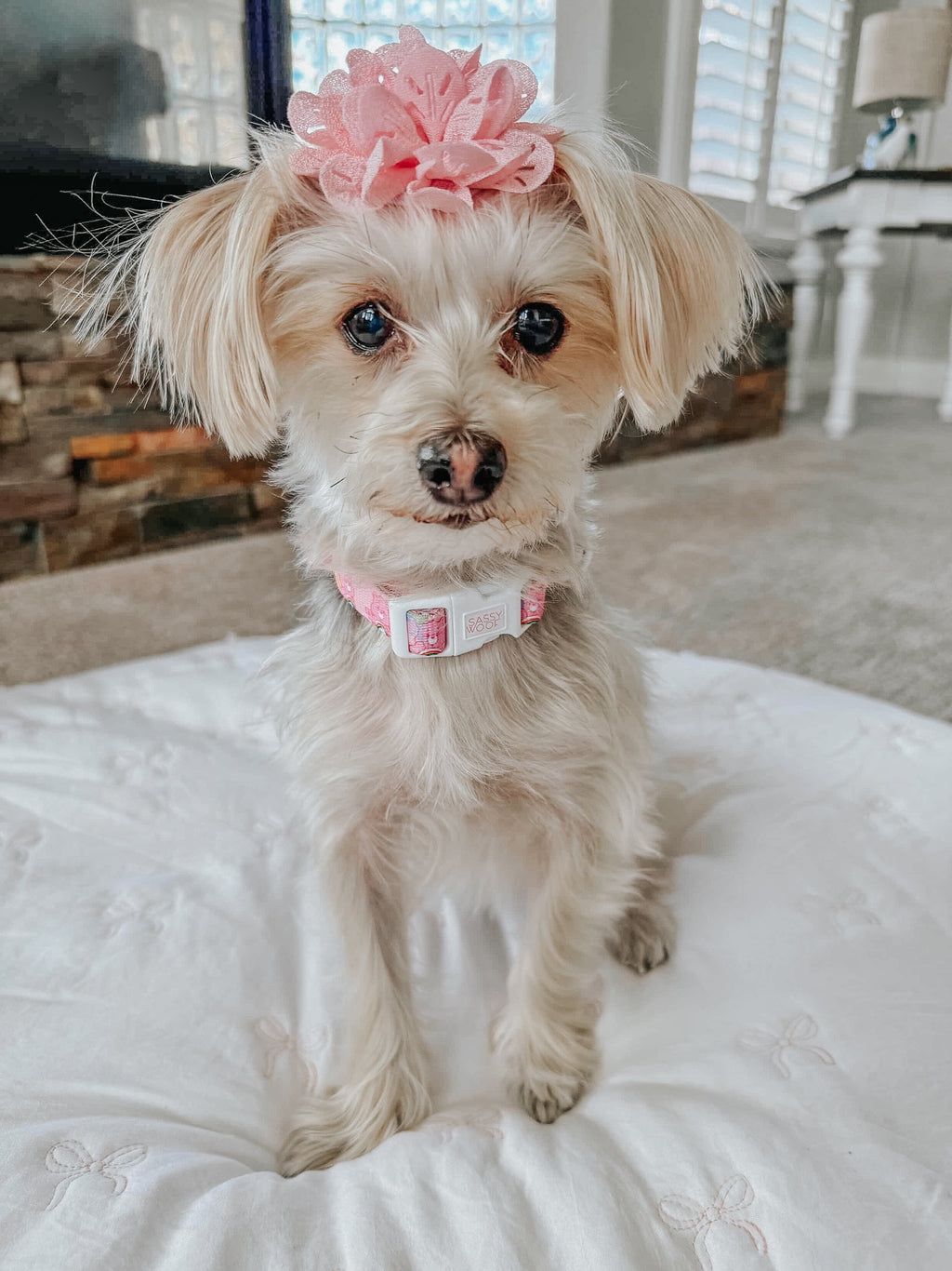 Dog Collar - Care Bears™ Cheer Bear