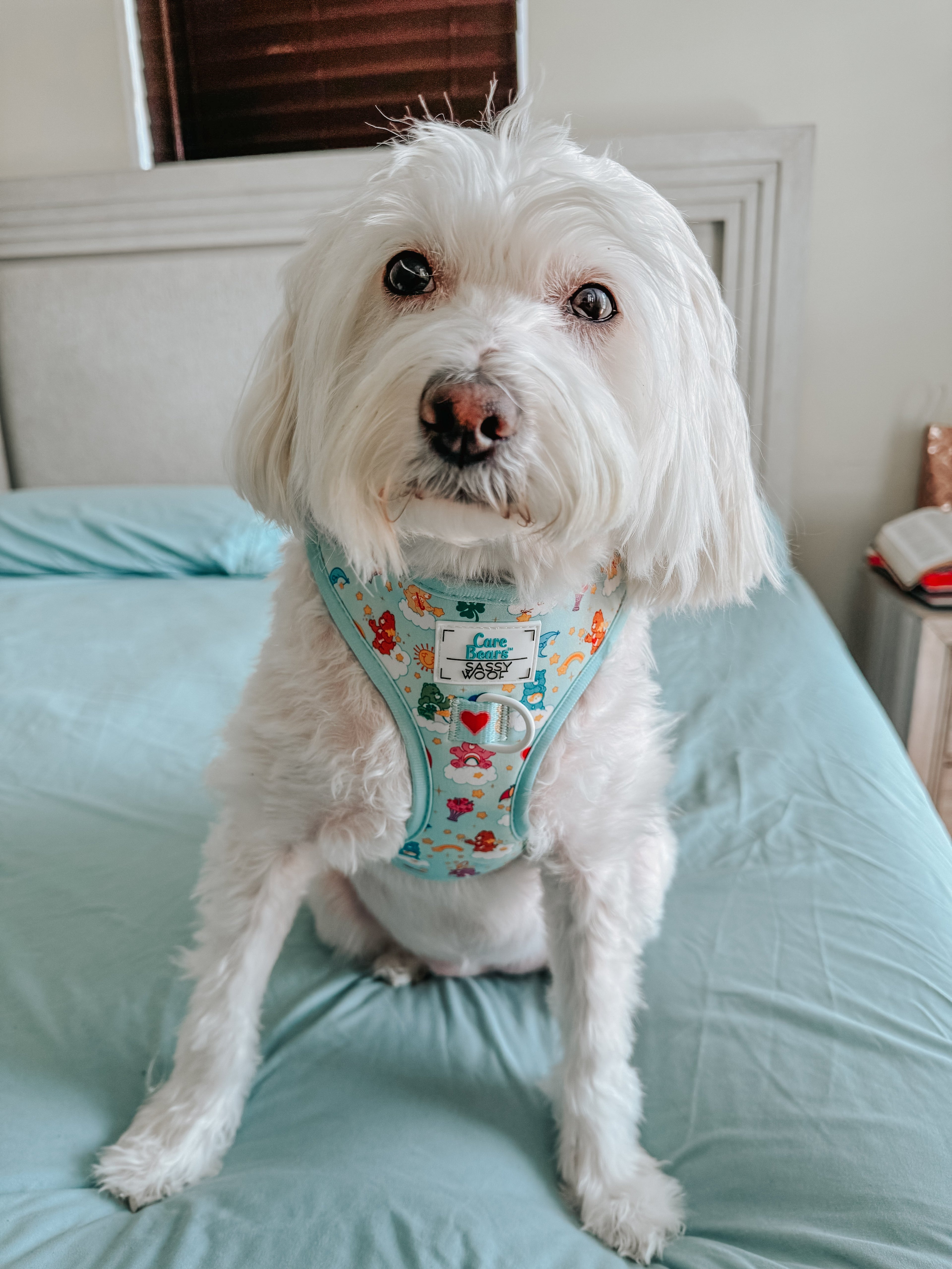 Dog Adjustable Harness - Care Bears™ Care-a-Lot