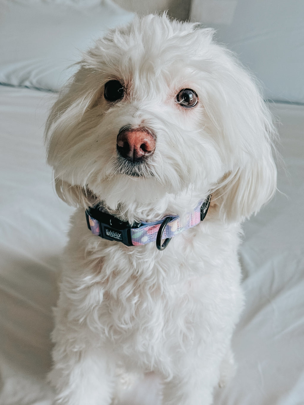 Dog Collar - Fleur de Sass