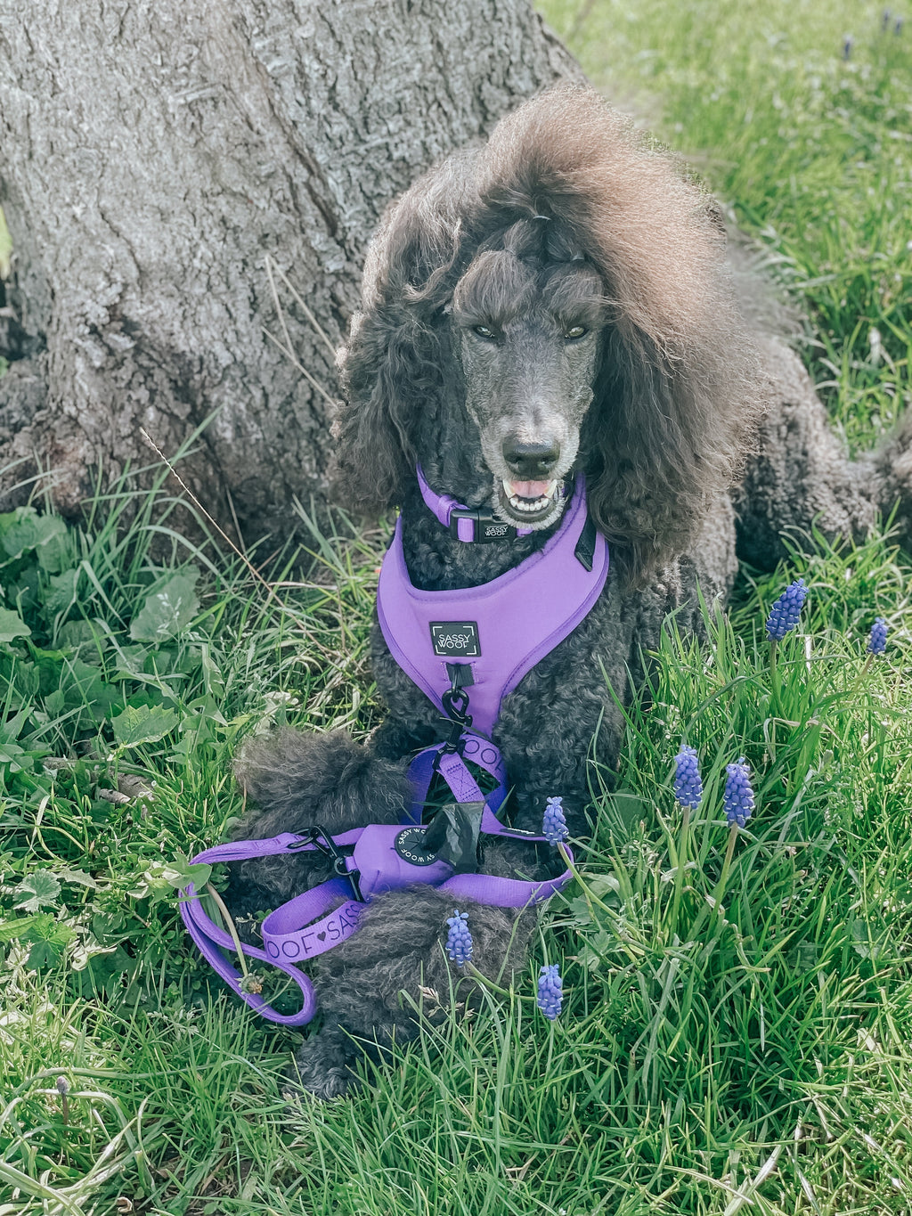 Dog Leash - Neon Purple