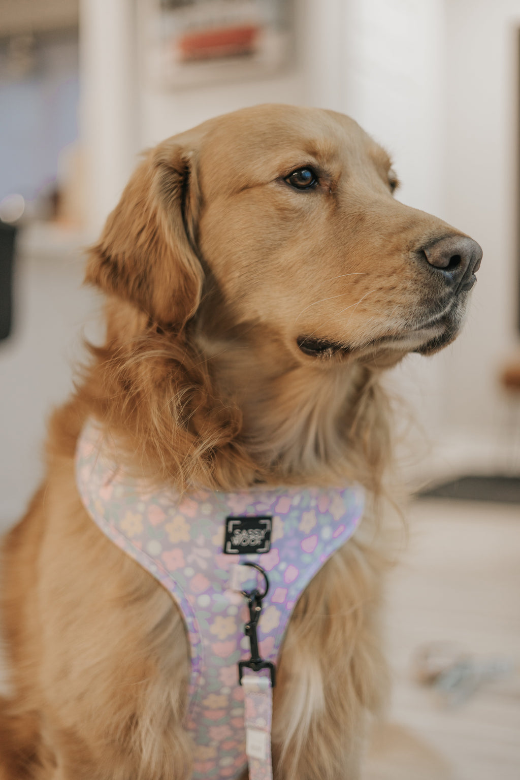 Dog Adjustable Harness - Fleur de Sass