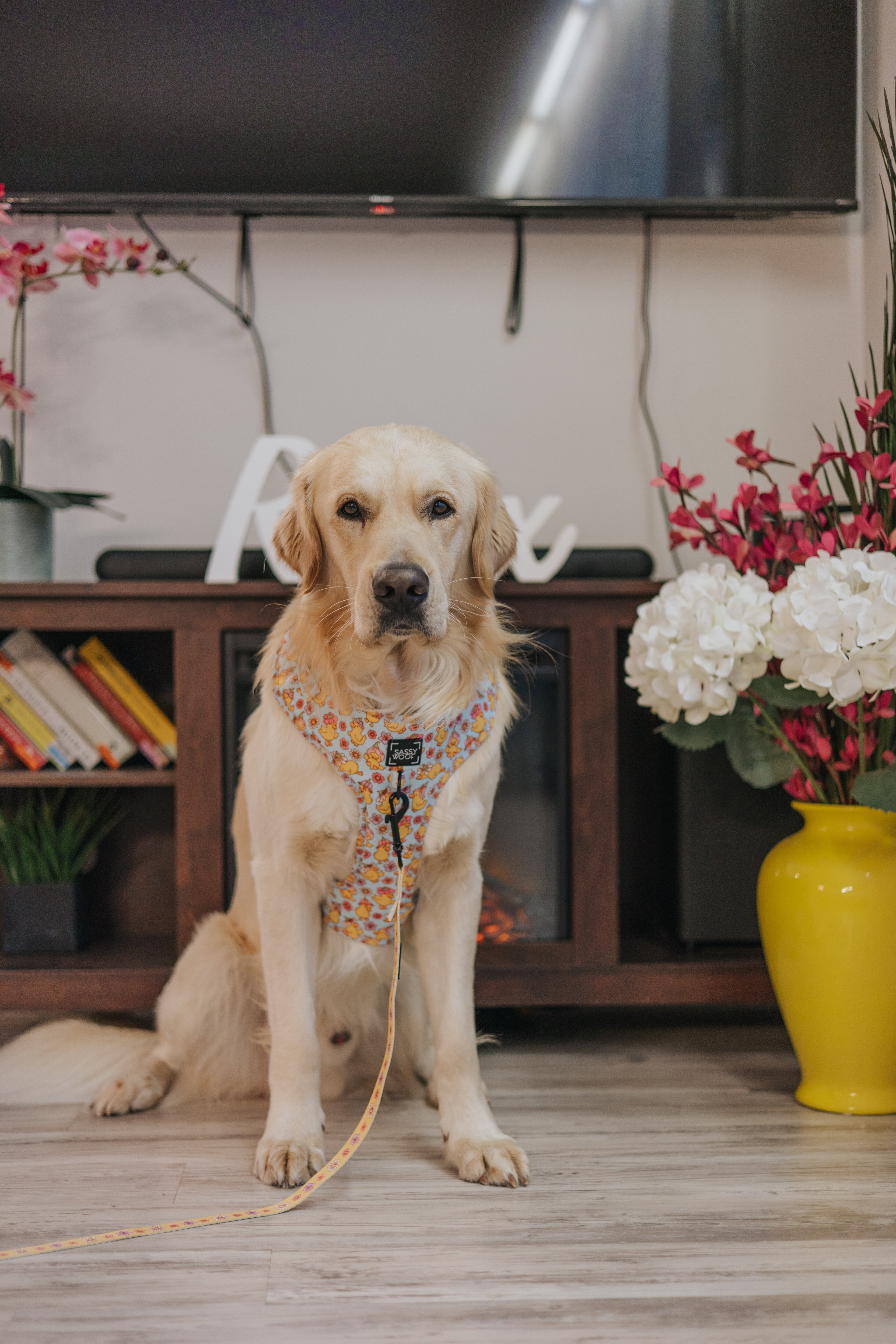 Dog Adjustable Harness - Good Duck, Babe!