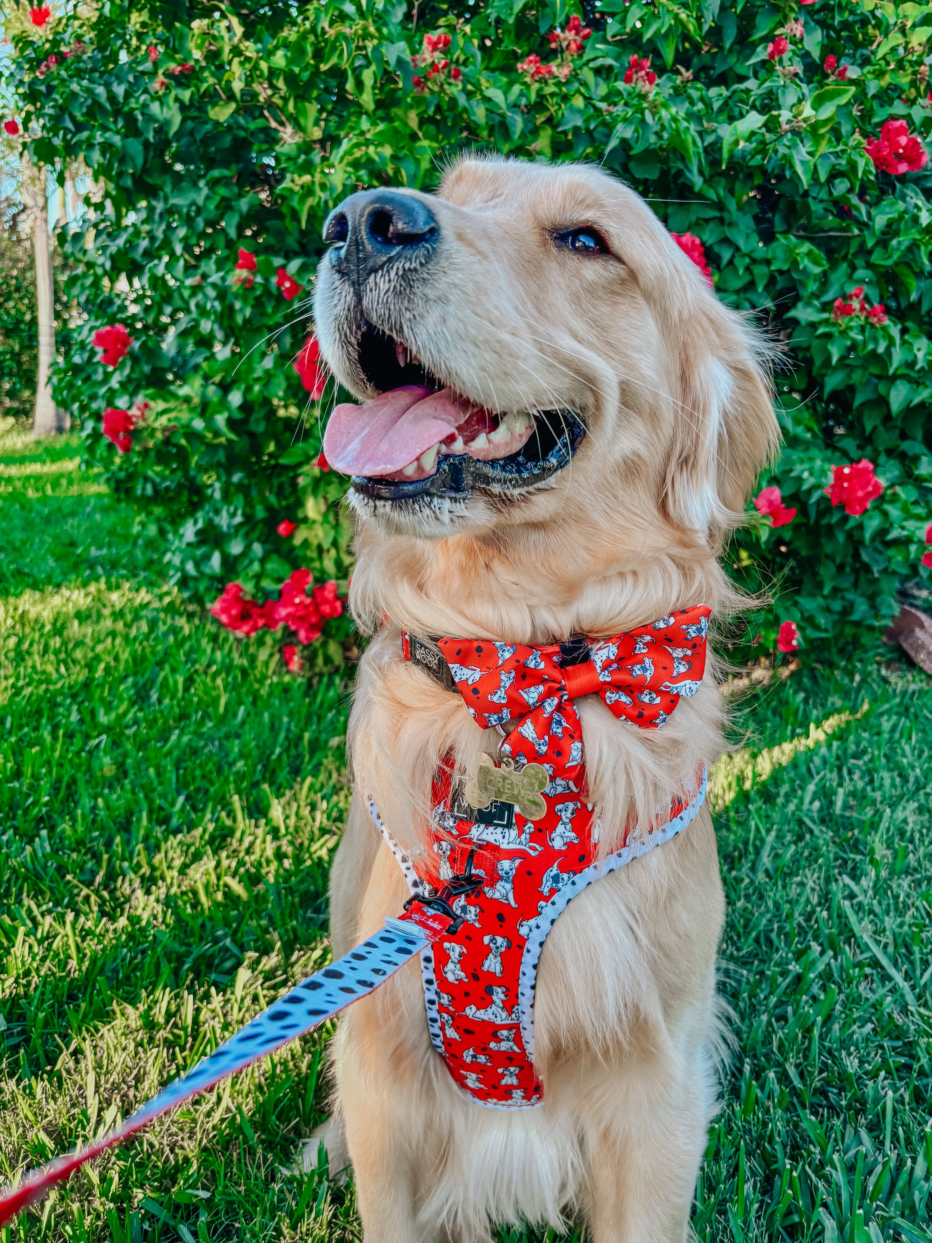 Dog Adjustable Harness - Disney's 101 Dalmatians
