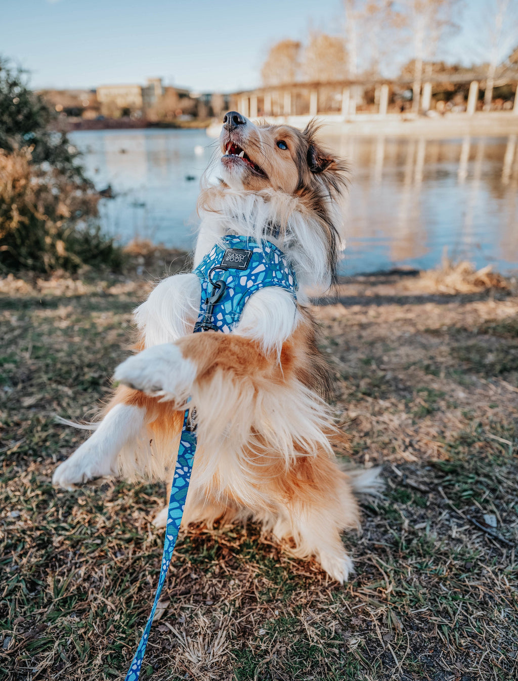 Dog Adjustable Harness - Santorini