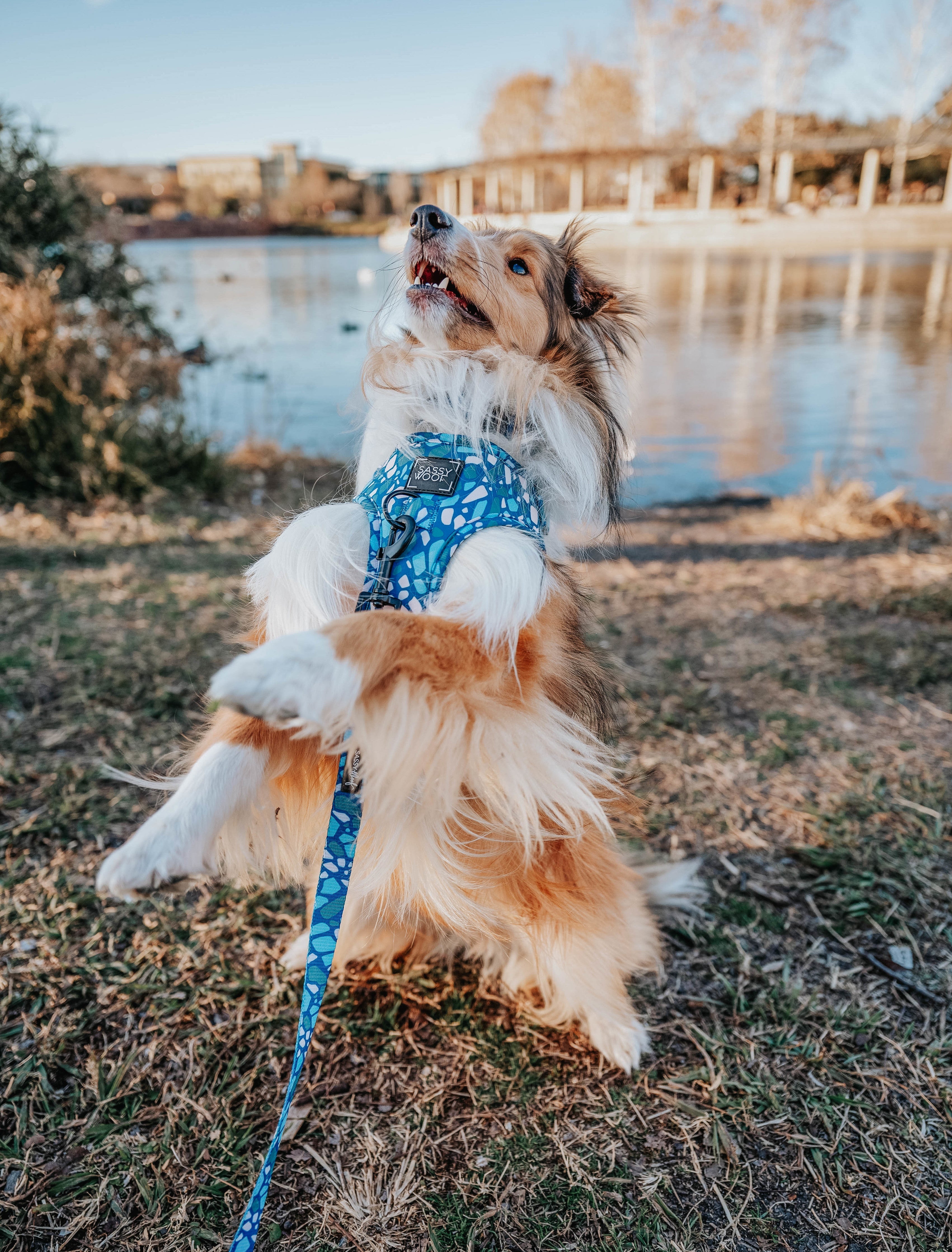 Dog Adjustable Harness - Santorini