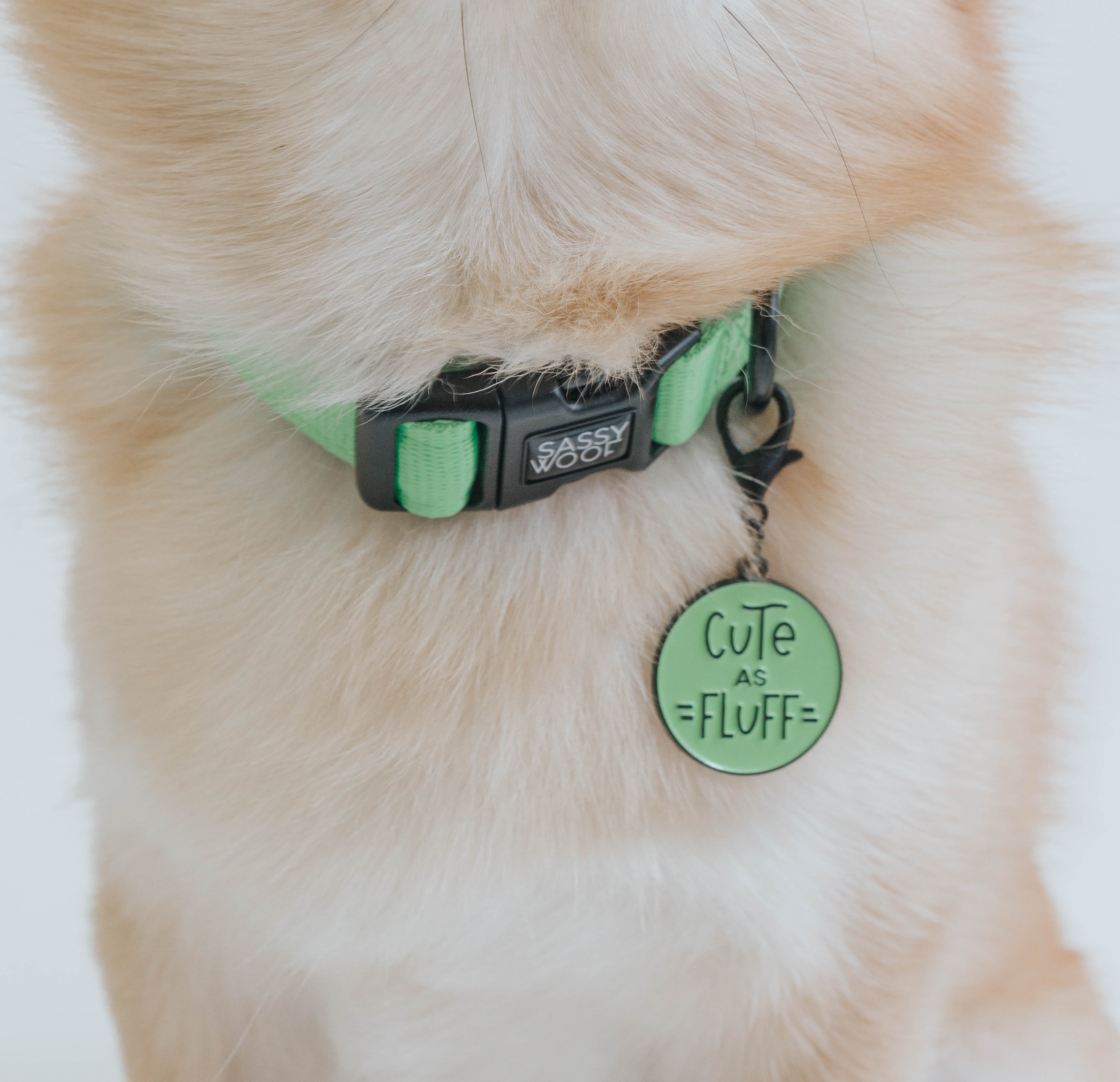 Dog Collar - Neon Green