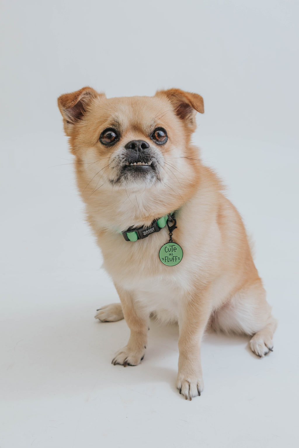 Dog Collar - Neon Green