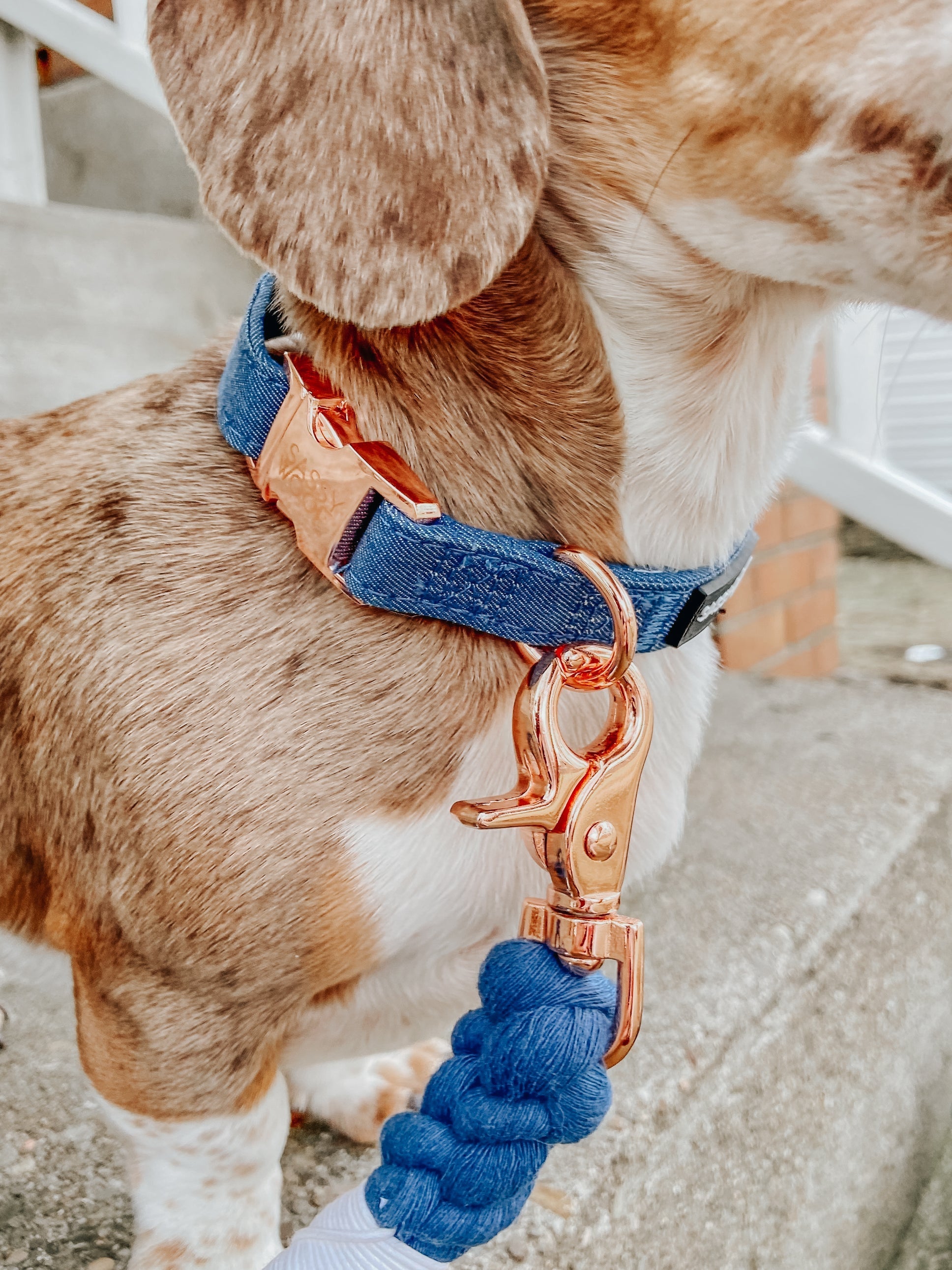 Dog Collar - Denim