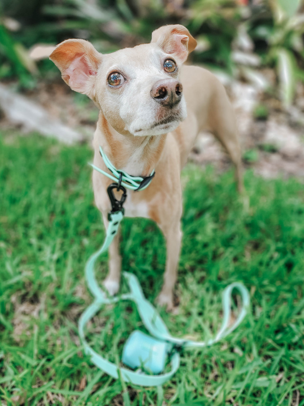 Dog Waterproof Leash - Green