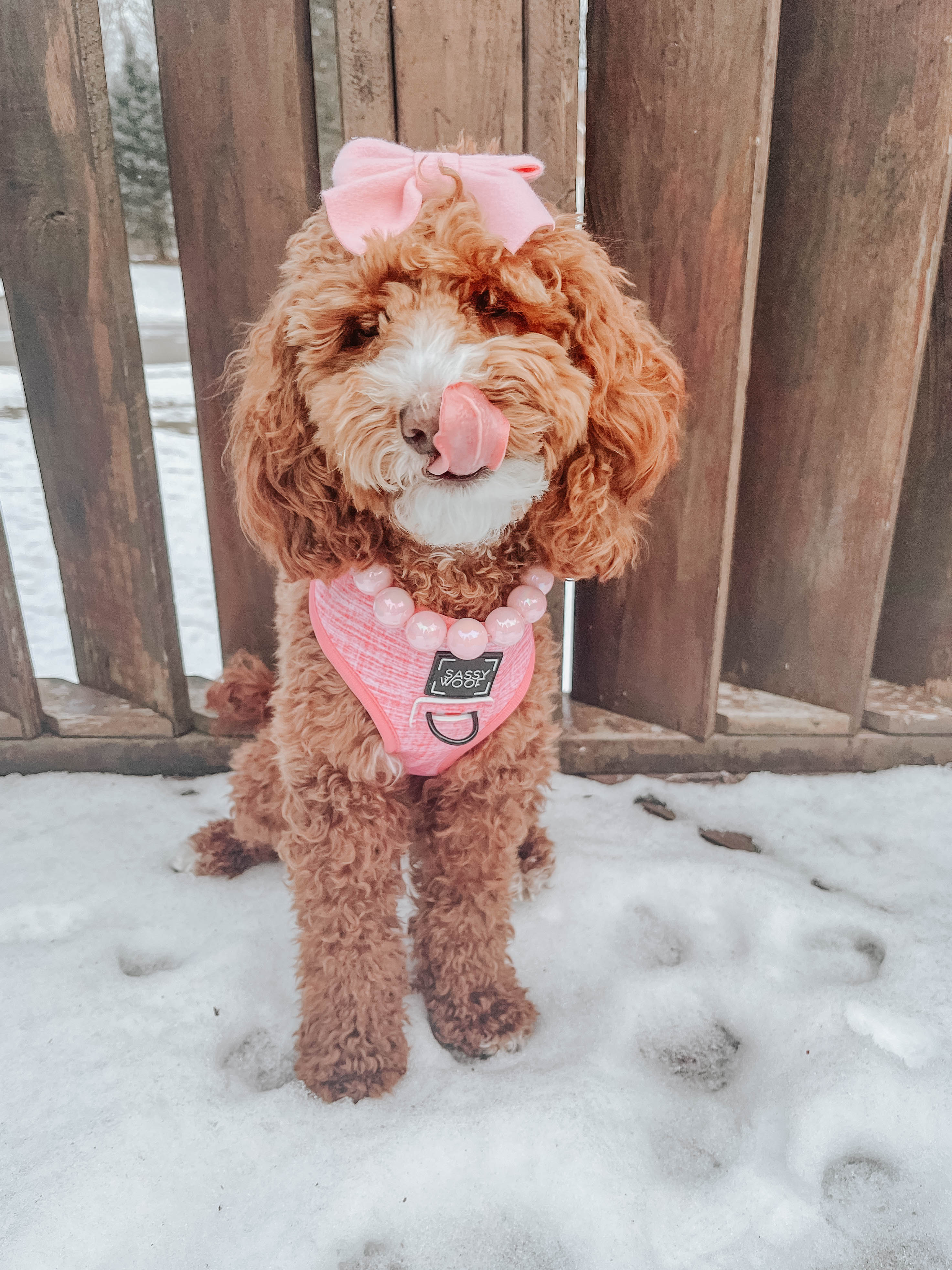 Dog Reversible Harness - Dolce Rose