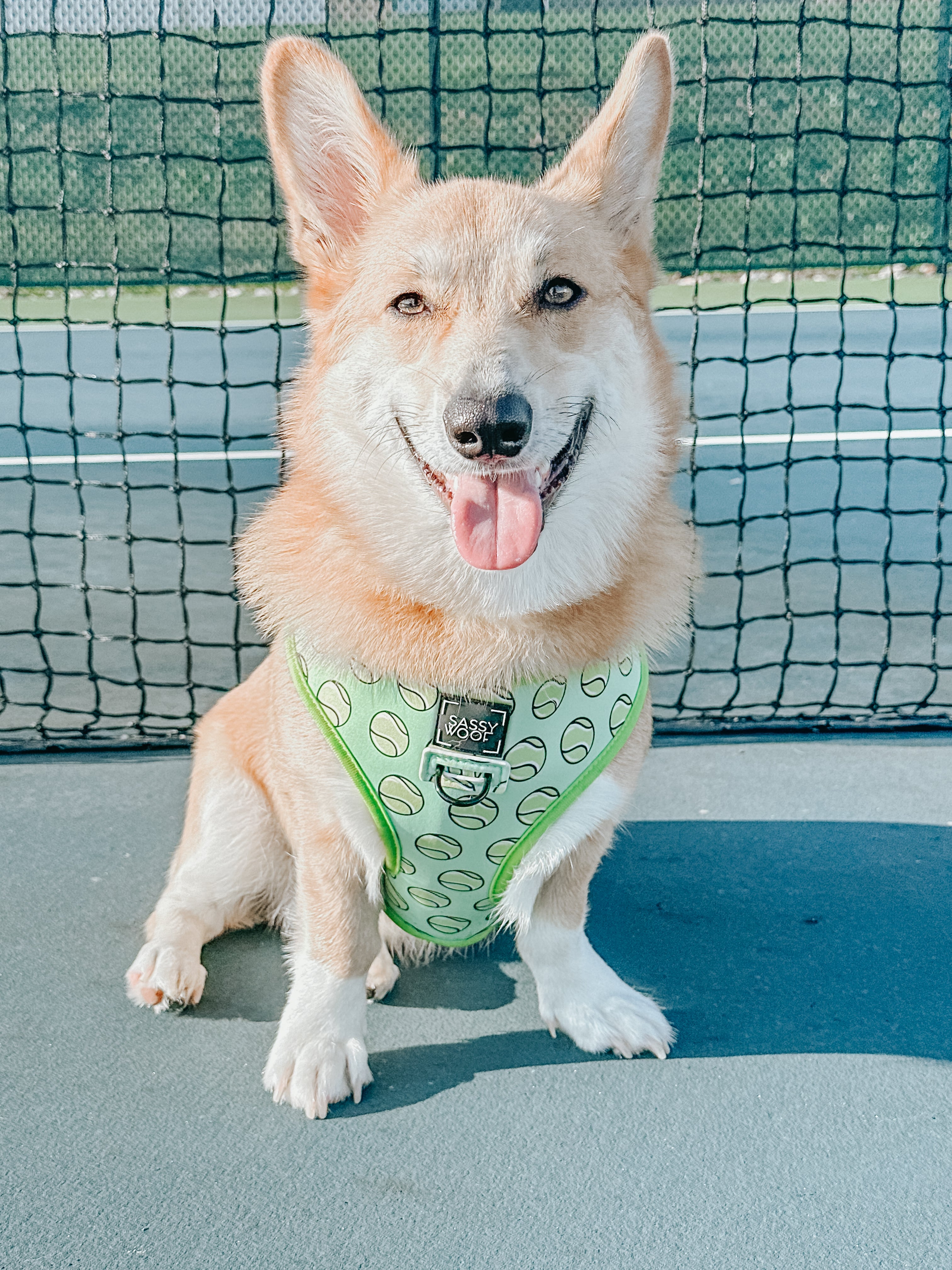 Dog Reversible Harness - Serving Up Sass