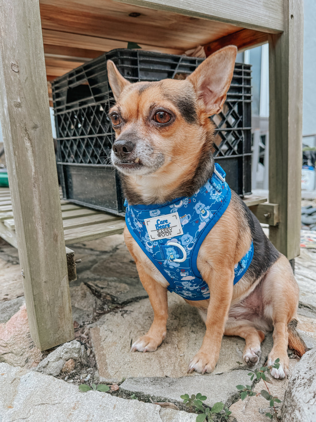 Dog Adjustable Harness - Care Bears™ Grumpy Bear