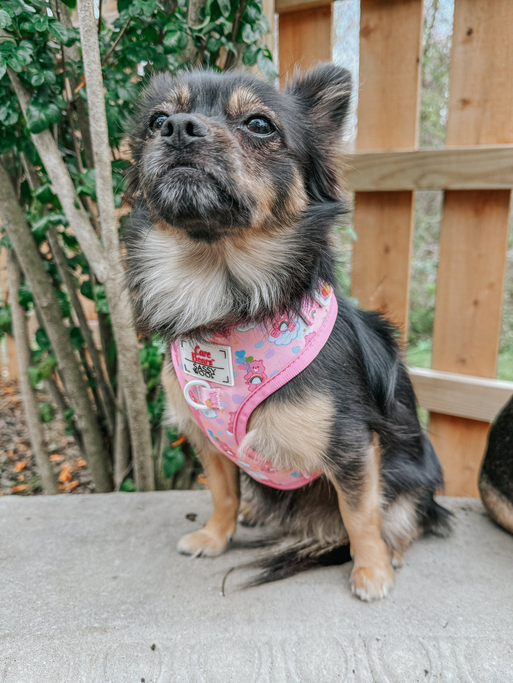 Dog Adjustable Harness - Care Bears™ Cheer Bear