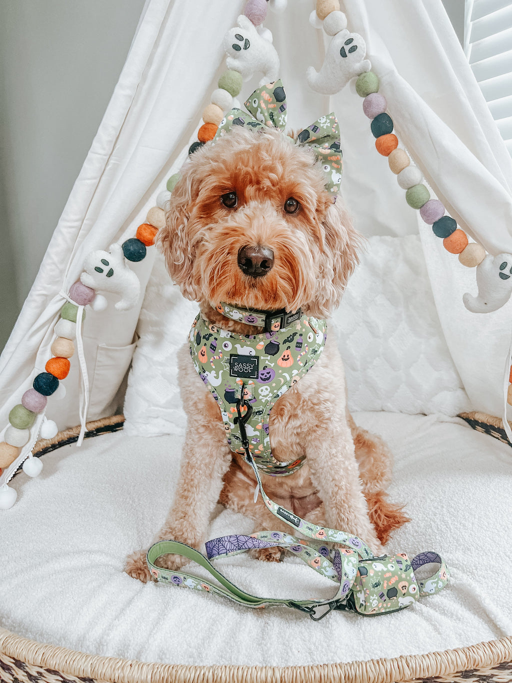 Dog Collar - Haunt Mess